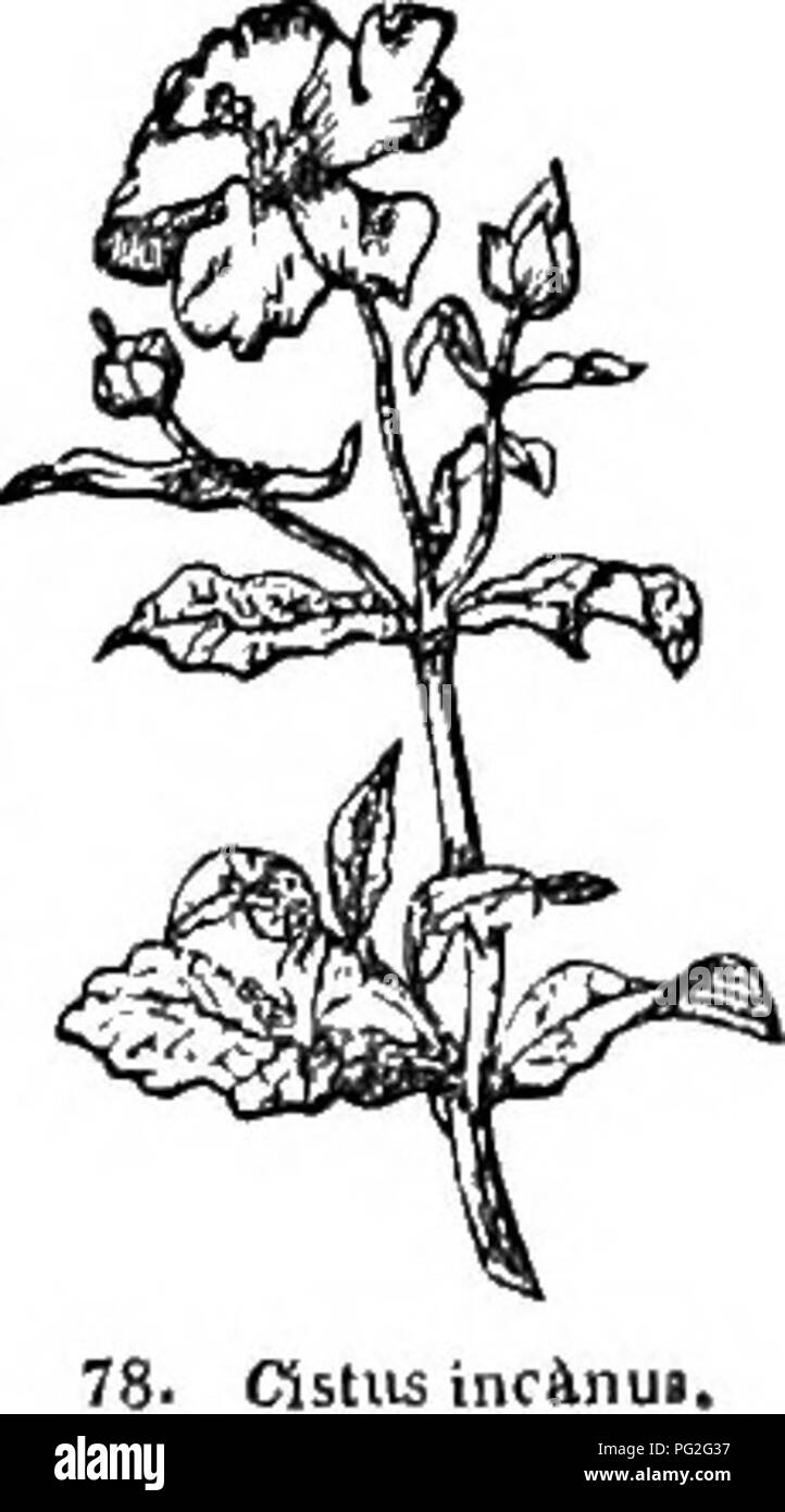 . Arbres et arbustes : une version abrégée de l'Arboretum et fruticetum britannicum : contenant les arbres et schrubs hardy de la Grande-Bretagne, des autochtones et étrangers, scientifiquement et populairement décrit : avec leur propagation, la culture et les utilisations et les gravures de presque toutes les espèces. Arbres, arbustes ; les forêts et la foresterie. ciste obj â reus. Â"- 1. 'Sec TCs purpu'reus Lam. Le purple-recroquevillés ciste, ou Rock Rose. L'identification. Lam. Régime alimentaire., 2. p. 14. ; déc. prod., 1. p. 264. j Don's Mill., 1. p. 298. Stfitanymes. C. criticus Hort. Kew. La gomme ; violet pourpre la ciste Cistus arbustives. ; Ciste pourpre, Fr. ; Banque D'Images