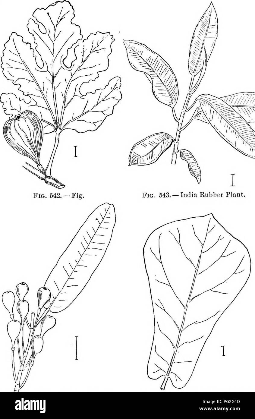 Ce guide fournit des descriptions de divers arbustes ornementaux robustes cultivés aux États-Unis. Il comprend des détails sur des espèces telles que Buxus, plante de caoutchouc à feuilles de violon et d'autres arbustes populaires, en se concentrant sur leurs caractéristiques de croissance, leur dureté et leur aptitude à la culture dans divers climats à travers les États-Unis Banque D'Images