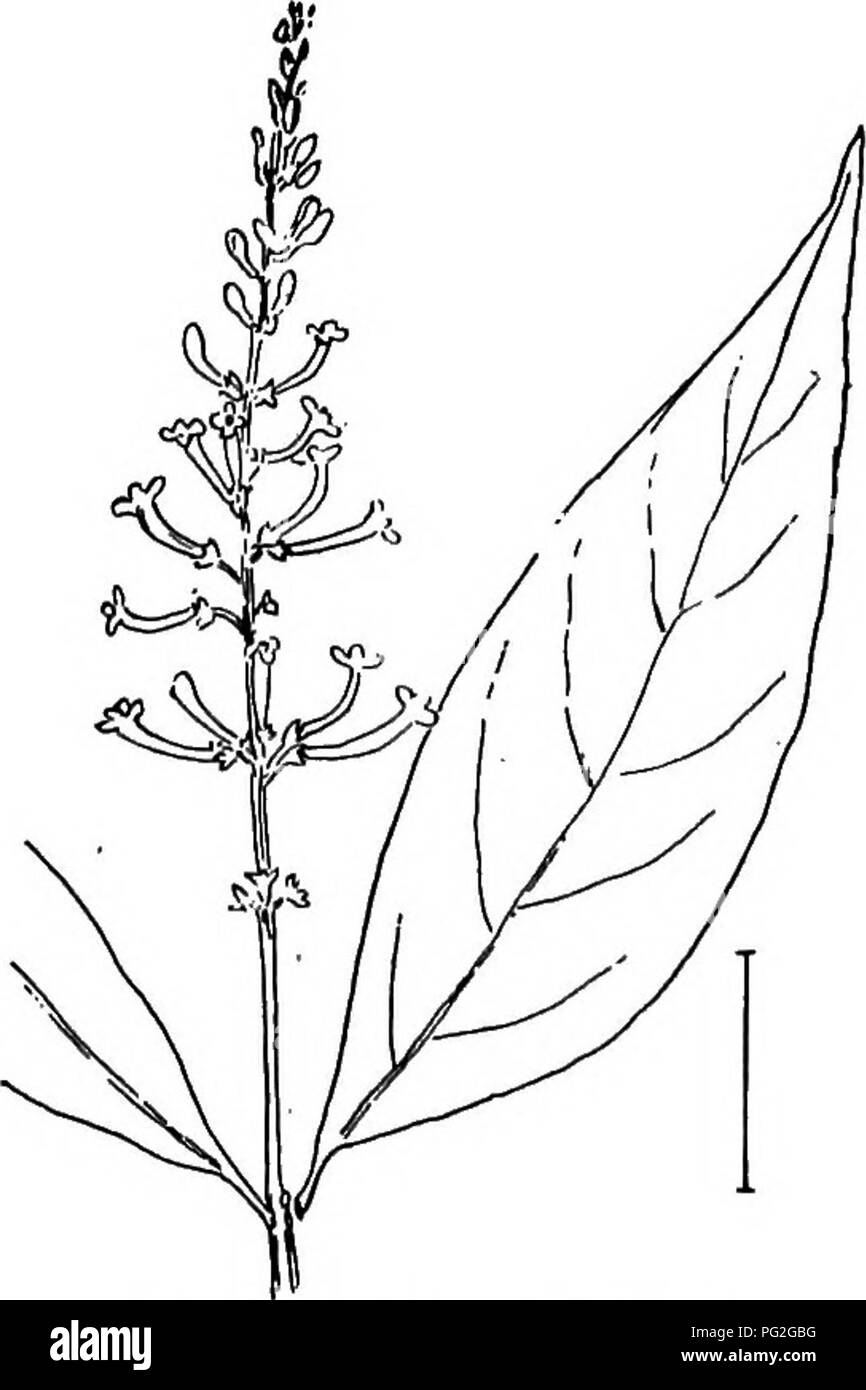 . Les arbustes ornementaux de l'United States (hardy, cultivé). Des arbustes. TBCOMA 285 Asie, Afrique, Amérique du Nord et du Sud. Ces espèces ne peuvent être distingués de l'accu- ment sans une surveillance étroite des fleurs avec magni- définir le verre. Toutes les espèces sucker beaucoup et ne devrait donc pas être plantés où ils interfèrent avec d'autres plantes utiles. Le mince sentier escalade ou branches- parfois croître à la longueur de 25 pieds. Des boutures de rameaux [meunier ; ; ; couches seeds.] Leucophyllum. tezinum. Leucophylldm (490) est un arbuste à croissance plage (1 pied) avec autre petite, simple Banque D'Images