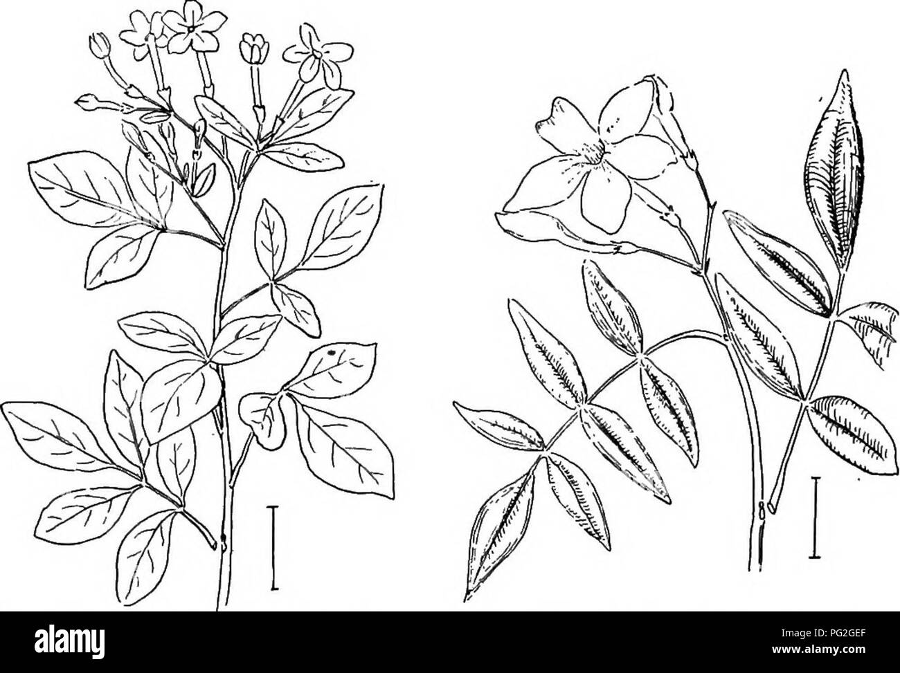 . Les arbustes ornementaux de l'United States (hardy, cultivé). Des arbustes. 272 DESCRIPTIONS DES ARBUSTES HalSsia Mohrod^(ndron). La Silver Bells ou Skowdrop Les arbres sont de grands arbustes ou de petits arbres avec de beaux-bell blanc comme fleurs suspendues à 4 lobes, au printemps avant que les feuilles sont en pleine expansion. Ils poussent bien à l'ombre, mais ne sont pas entièrement hardy au nord de Philadelphie, sauf avec une certaine protection. Les espèces les plus robustes est la première donnée ci-dessous ; il n'y a que trois espèces, tous américains. Le fruit est oblong, côtelées, sec, 1 à 3 têtes ; les feuilles sont simples, alternes, à feuilles caduques, fe Banque D'Images