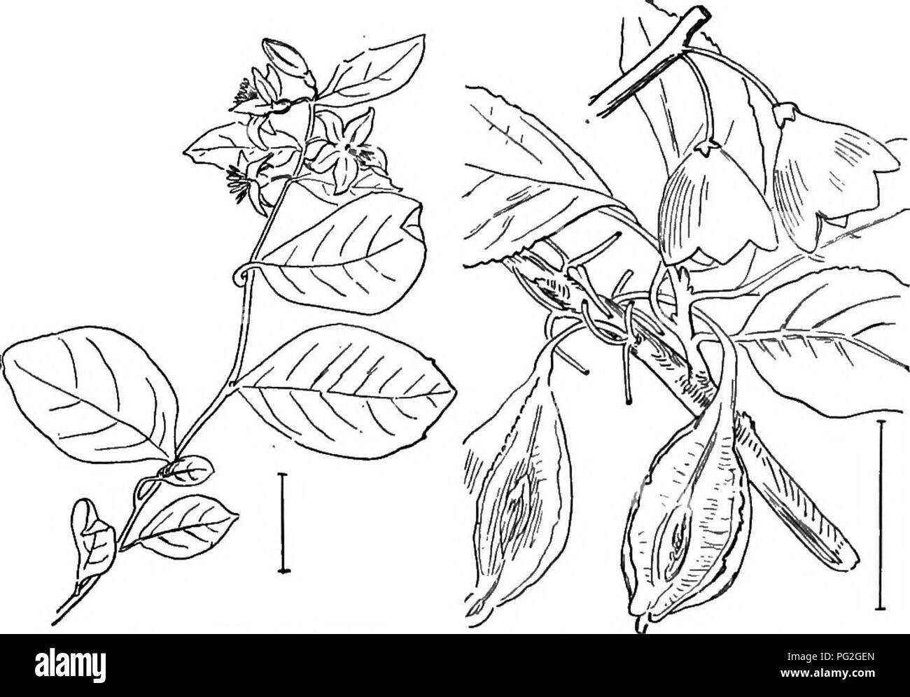 . Les arbustes ornementaux de l'United States (hardy, cultivé). Des arbustes. 269 hardy BUMELIA probablement plus au nord. Ils ont une faible diffusion large 4- à 6- et 1 fleurs parted-ensemencement berry-comme les drupes qui restent sur les plantes plus d'un an. Bekried Akdisia-rouge (459) - Ardisia crenuia,ta - est un arbuste compact Vfith-ondulée particulière chat feuilles alternes et grappes tombantes d'ornement très rouge corail, berry-comme les drupes qui pendent sur un an ou plus. Les petites fleurs sont de couleur rose ou rouge.. Fig. 466. -Storax américain. Fig. 466. - Bell d'argent à quatre ailes. White-Akdisia grainées - Ard Banque D'Images