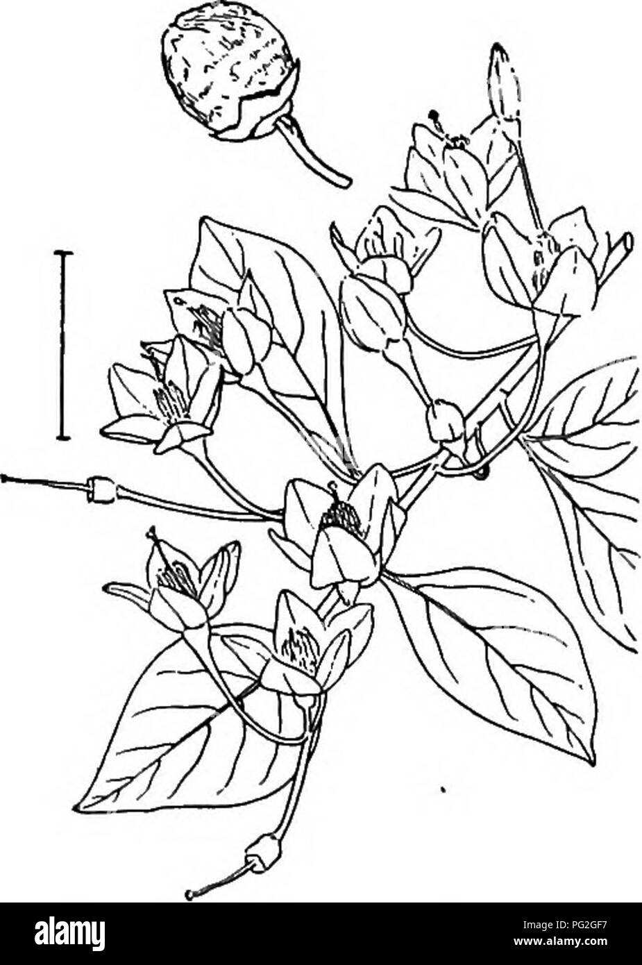 Les Arbustes Ornementaux De Lunited States Hardy Cultivé