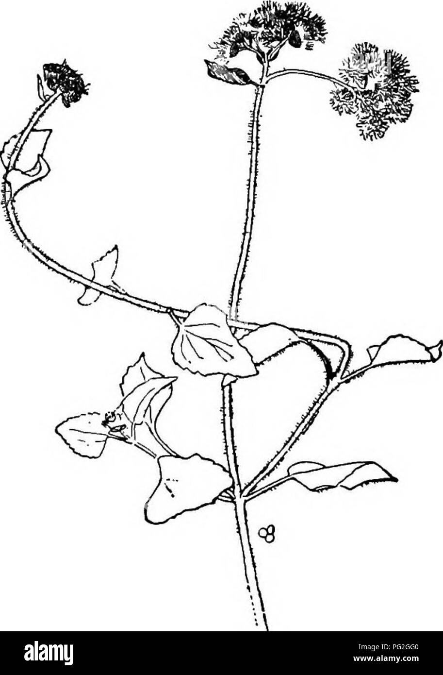 . Cyclopedia of American horticulture, comprenant des suggestions pour la culture de plantes horticoles, les descriptions des espèces de fruits, légumes, fleurs et plantes ornementales vendues aux États-Unis et au Canada, ainsi que des notes biographiques et géographiques. Le jardinage. AGRIMONIA odorita, Mill. Bfh. plus étroit que dans A. Eupatoria ; dépliants pubescents ; plus profondément les lobes à marge crénelée à dentée ; dessus des pétales : plus de deux fois plus longue que le calice. L'Italie. Oc- casionally cult, dans Am. j. b. Keller et W. M. AILANTHUS 37. 51. Aeeratum conyzoides. AGEOPt'EUM (grec pour ftcM et wfccai). Graminece. P Banque D'Images