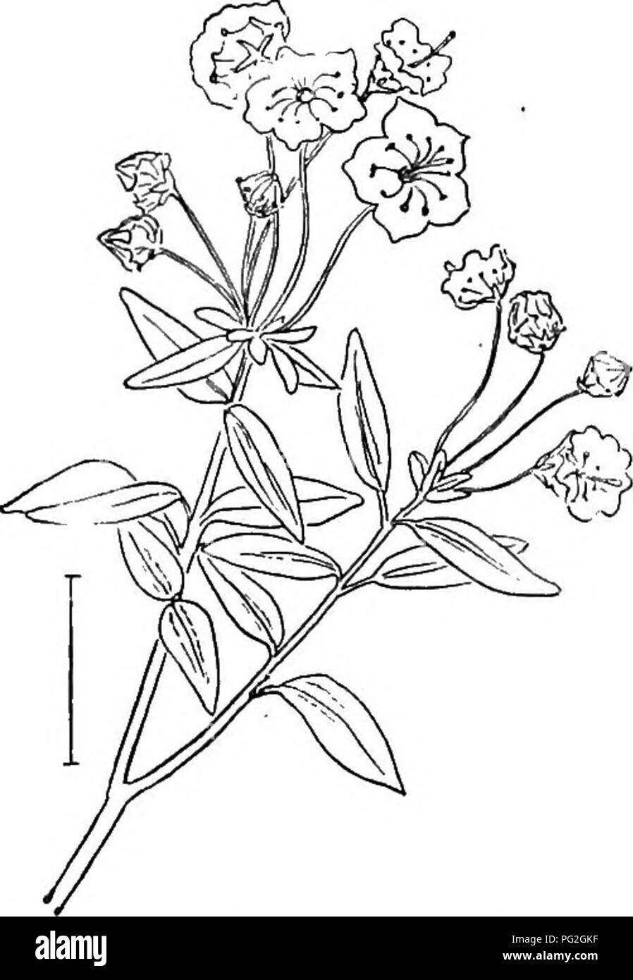 Ce livre décrit divers arbustes ornementaux originaires des États-Unis, en se concentrant sur ceux qui sont robustes et bien adaptés à la culture. Le Kalmia, également connu sous le nom de Laurel américain, est mis en valeur pour ses fleurs en forme de coupe frappantes et son feuillage à feuilles persistantes. Le travail souligne la valeur de ces arbustes dans l'aménagement paysager et la conception de jardins. Banque D'Images