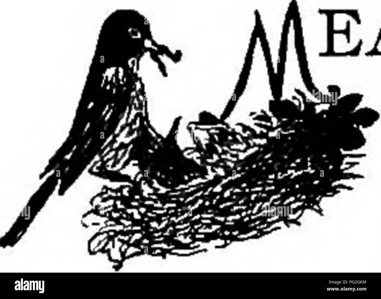 Ce manuel explique comment élever et prendre soin des vers de farine, un aliment courant pour animaux de compagnie comme les oiseaux et les reptiles, y compris des conseils d'élevage et des instructions d'alimentation. Banque D'Images