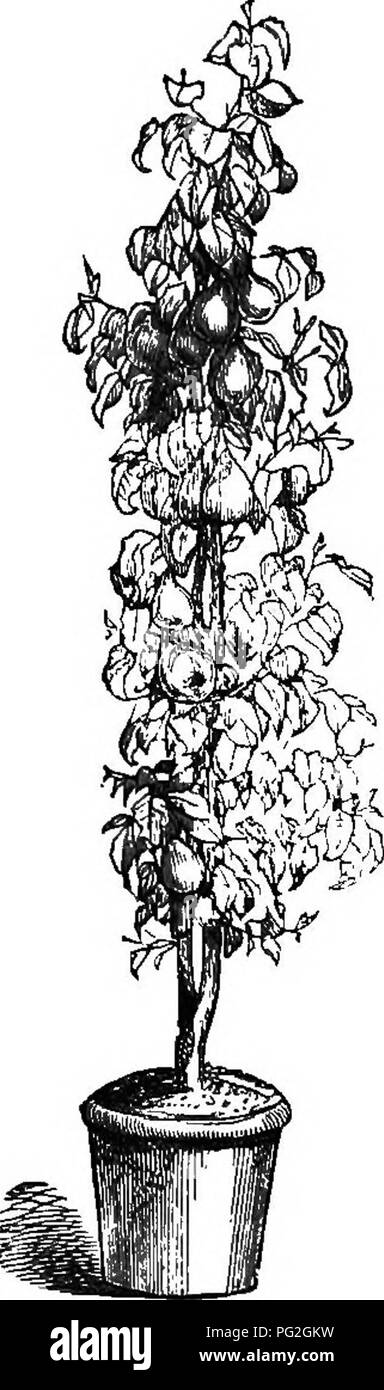 Ce guide traite de la culture des arbres fruitiers pyramidaux et de brousse, en se concentrant sur des techniques telles que la taille des racines et la formation des cordons. Il introduit la pratique de laisser des pousses verticales (appelées aspirateurs) sur des branches horizontales, ce qui dirige l'énergie loin de la croissance inutile, améliorant la production et la qualité des fruits. Banque D'Images