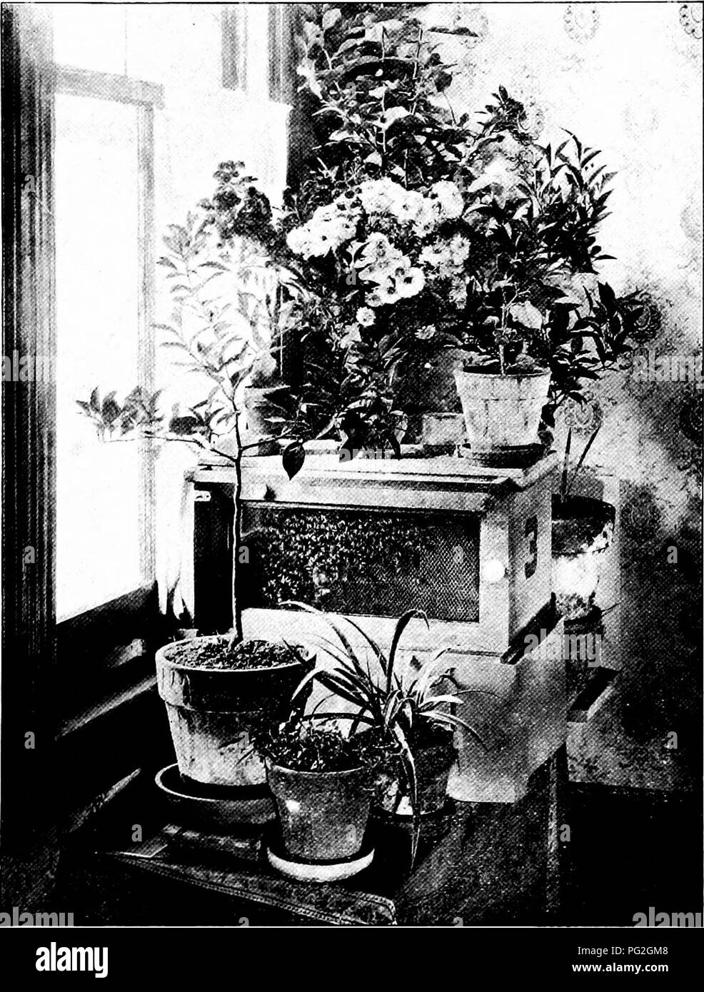 Ce livre fournit un aperçu détaillé des soins aux animaux de compagnie et de la gestion de divers animaux, avec un accent particulier sur l'apiculture. Une illustration représente une ruche d'abeilles avec un passage couvert menant à l'extérieur, permettant aux abeilles de voyager sous la ceinture de fenêtre. L'œuvre combine des conseils pratiques avec des illustrations, offrant un guide utile pour les propriétaires d'animaux de compagnie et les amateurs. Banque D'Images