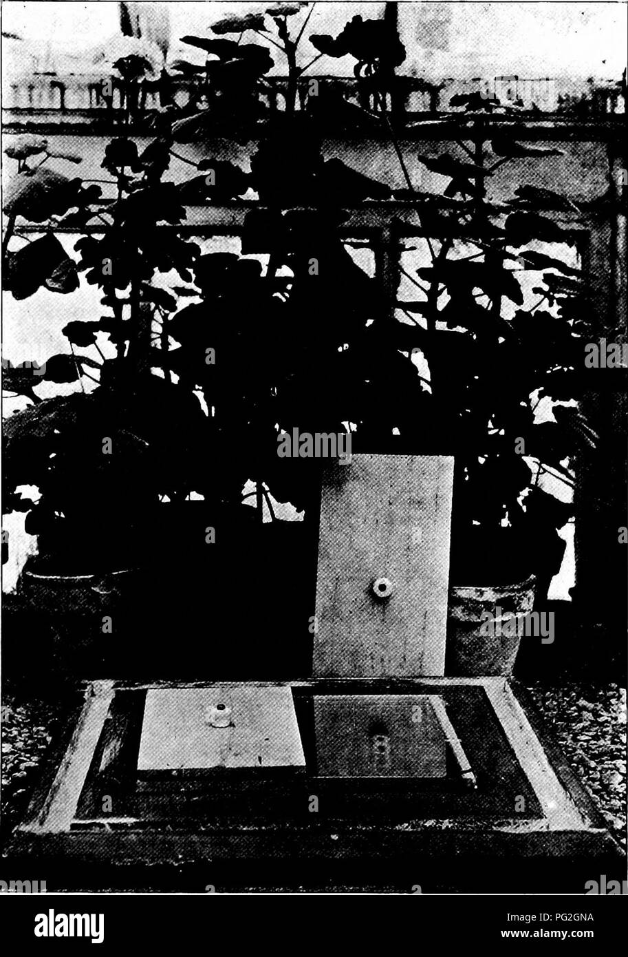 L'image montre un gros plan d'un nid de fourmis à Lubbock, Texas, avec la moitié de la couverture soulevée pour révéler la structure à l'intérieur. Cette étude du comportement des fourmis et de la construction de nids fournit un aperçu de l'organisation sociale et de la biologie des fourmis. Banque D'Images