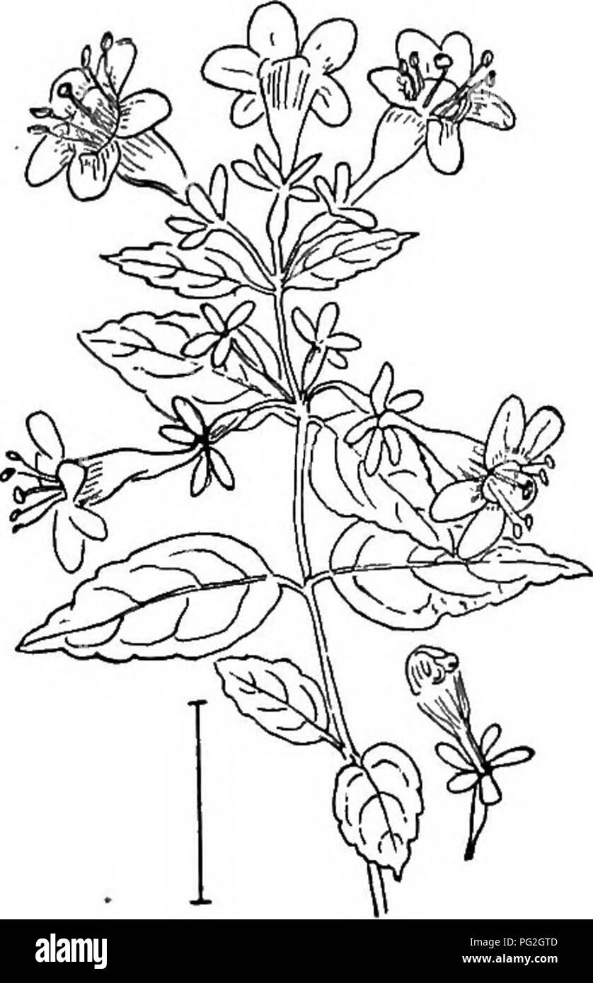 Un guide des arbustes ornementaux robustes cultivés aux États-Unis, avec des illustrations détaillées d'espèces comme l'abélie blanche à gorge jaune et l'abélie hybride. Banque D'Images