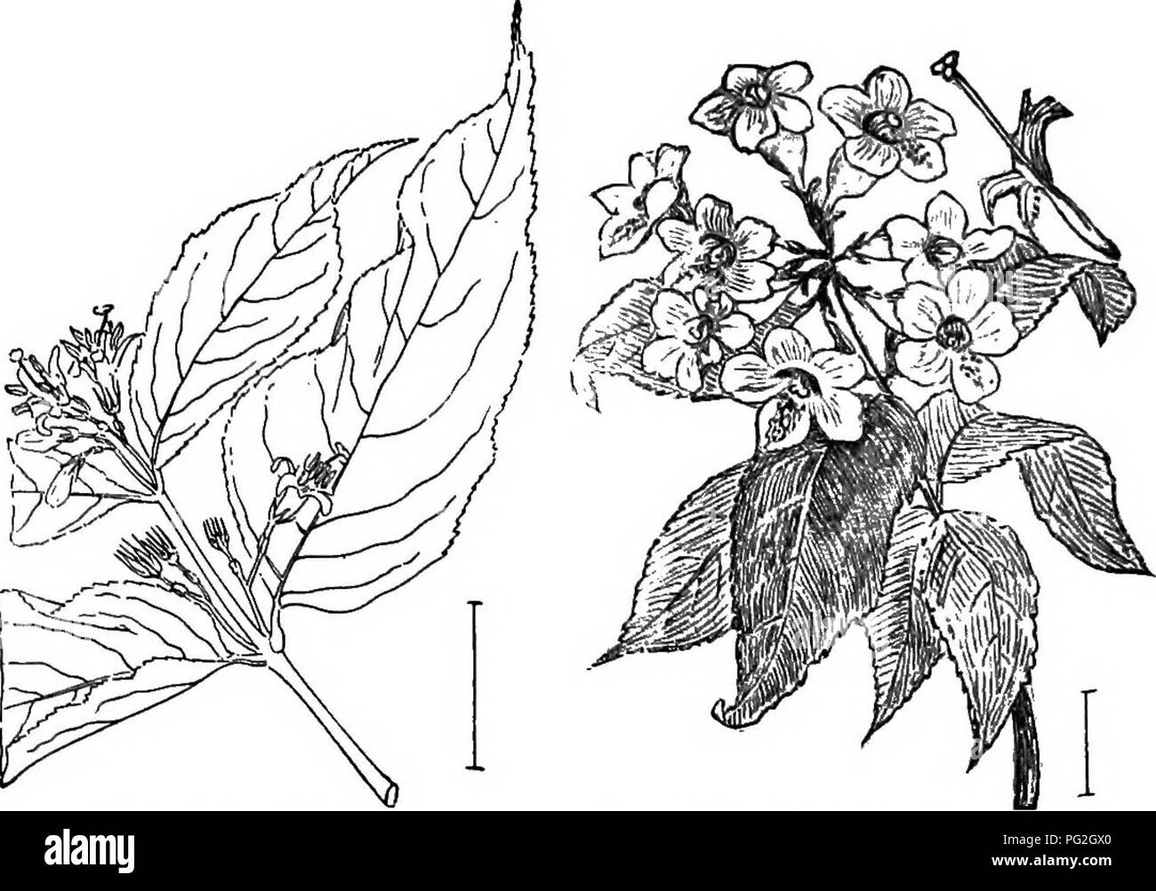 . Les arbustes ornementaux de l'United States (hardy, cultivé). Des arbustes. Fig. 387. - Japon Weigela. Fig. 388. - Nombreuses fleur Weigela. Montrer plus de beauté et de variété. Il y a des formulaires en fleur de début Mai à fin août. Les couleurs des fleurs varient d'un blanc pur, grâce à la rose, rouge, pourpre et cramoisi, et de couleurs pures ainsi que blotched et répartis dans de nombreuses façons. Un des points particulièrement attractif sur les fleurs est le changement qui a lieu dans les couleurs de l'. Fig. 389. -DierviUa. Fig. 390. Alexis Philonenko - Weigélia du.. Veuillez noter que ces images sont extraites d'un balayage pa Banque D'Images