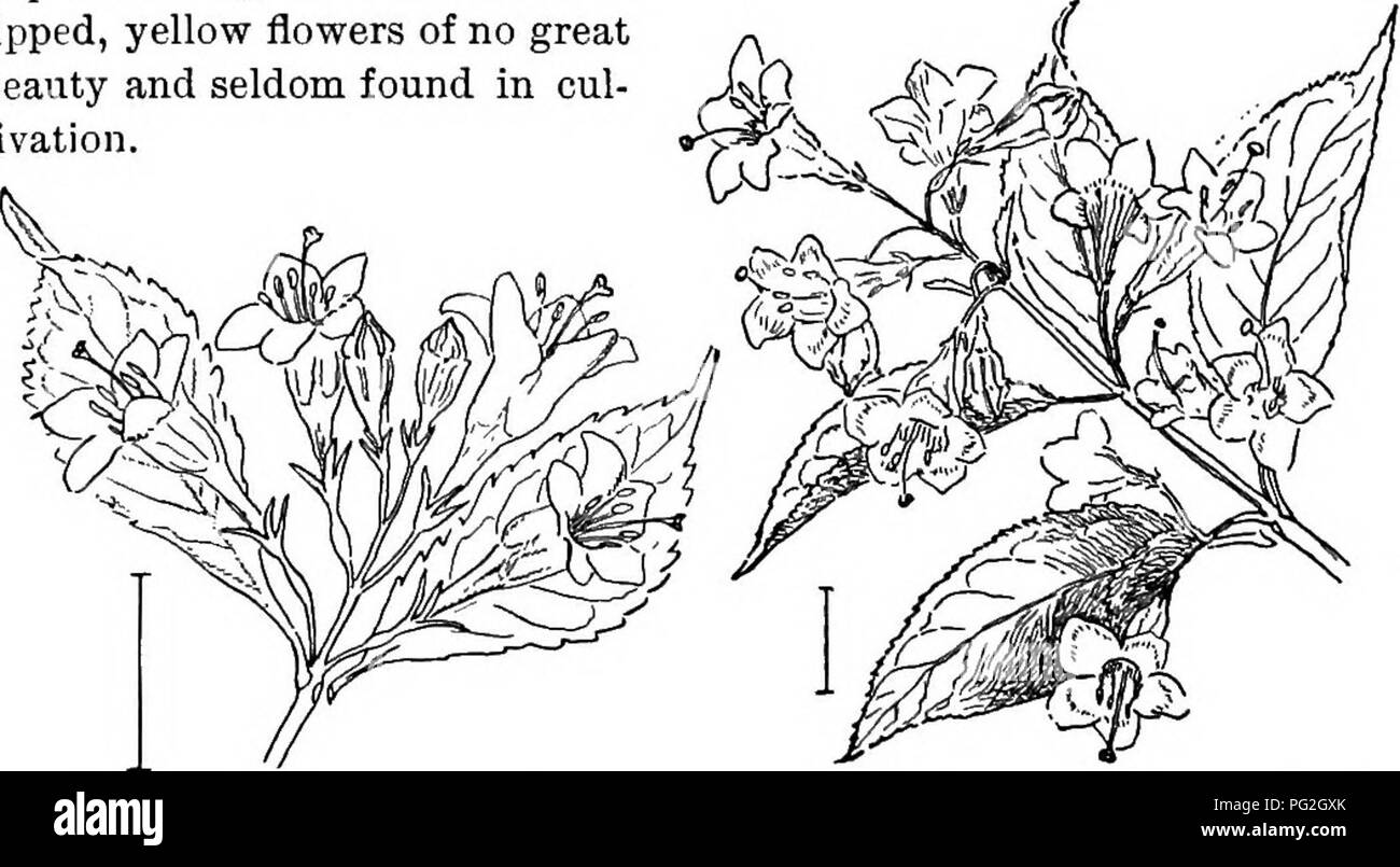 . Les arbustes ornementaux de l'United States (hardy, cultivé). Des arbustes. 234 DESCRIPTIONS DE THK SliKUBS (2 à 4 pouces de long). Manchdrian HoNEYsncKLE Lonioera RupreohtiJina -. I. fleurs rose, rouge, blanche et ne change pas au jaune lorsque d'anciens, des fruits rouge, jaune ou orange. (L.) L. Hairy feuilles, ^IJ pouces de long, vert gris ou bleuâtre- ; feuilles abondantes fleurs, fruits rouges. Free-floweking floribiinda - Chèvrefeuille Lonicera. L. Bon arbuste à grandes,- 1-2J pouces de long, les feuilles en forme de cœur, souvent à la base. Très variable et commun, à 10 pieds. Le chèvrefeuille de Tartarie (384) - Lonicera tat&amp;ri Banque D'Images