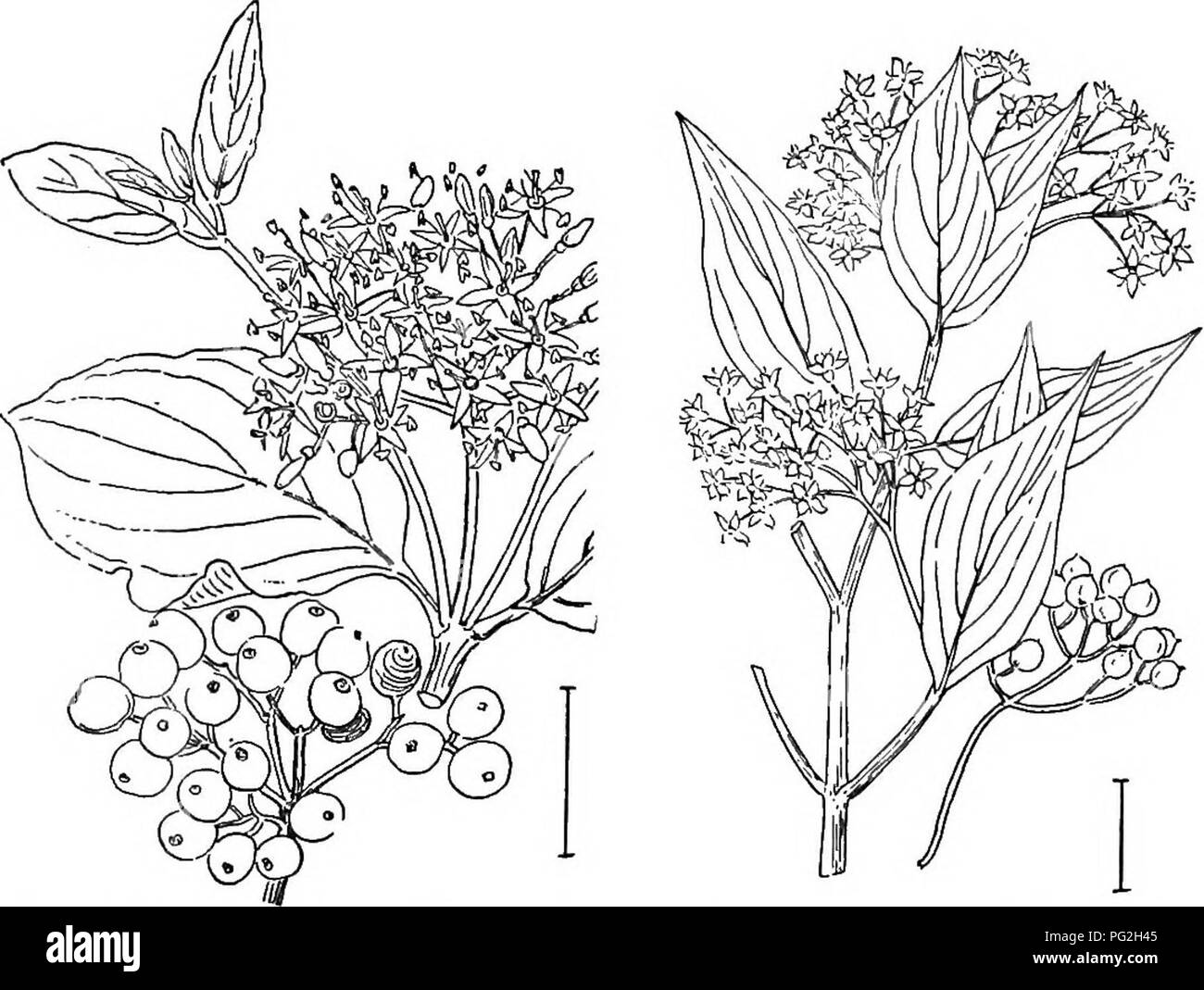 . Les arbustes ornementaux de l'United States (hardy, cultivé). Des arbustes. 214 DESCRIPTIONS DES ARBUSTES, simple à la base en forme de coeur avec 5 à 7 lohes cranté. L'espèce de Formosa Formosa, papier de riz (337) Akalia - Fatsia papyrifera,-a les fleurs blanches au sein des amas globulaires sessiles, tandis que celui du Japon, le Japon papier de riz - Aralia Fatsia jap6nica, - a plus de feuillage brillant et les fleurs en ombelles. Il y a des formes variées des deux espèces. [Boutures de racines.] C6mus. Le cornouiller forment un groupe intéressant d'arbustes et de petits arbres (un peu) est une plante herbacée avec tout particulièrement veinées-gde Banque D'Images