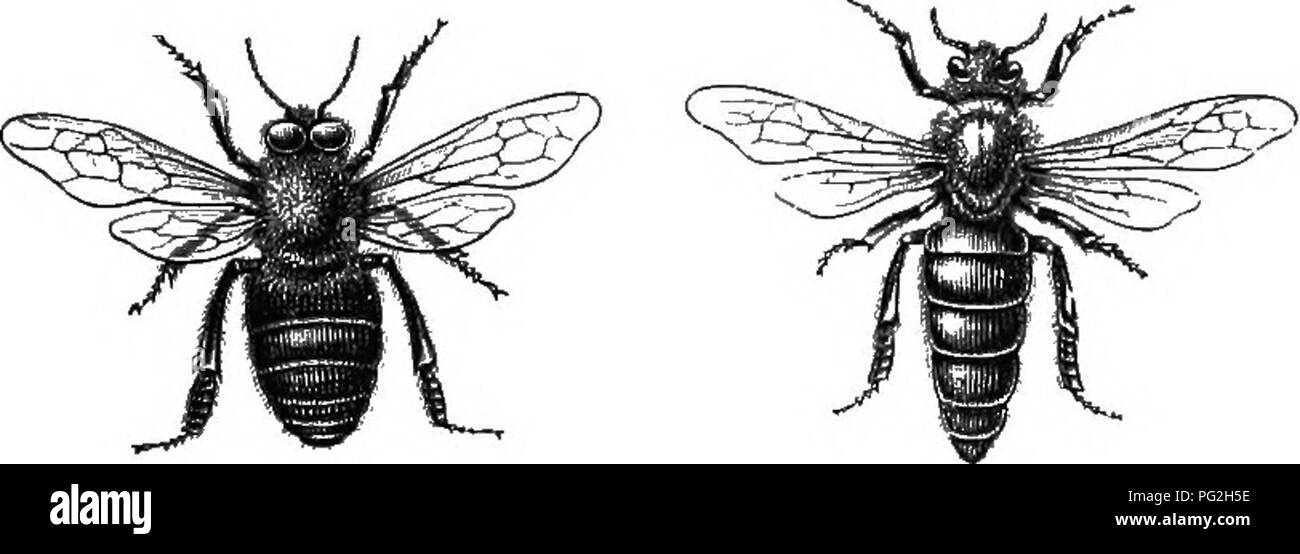 . Sur la ruche Langstroth et miel-bee. Les abeilles. Publié par DADANT &AMP ; FILS Hamilton, Hancock County, Illinois, États-Unis 1909. Veuillez noter que ces images sont extraites de la page numérisée des images qui peuvent avoir été retouchées numériquement pour plus de lisibilité - coloration et l'aspect de ces illustrations ne peut pas parfaitement ressembler à l'œuvre originale.. Ruche Langstroth, L. L. (Lorenzo Lorraine), 1810-1895 ; Dadant, Charles, 1817-1902 ; Dadant, C. P. (Camille Pierre), 1851-1938. Hamilton, Ill. : Dadant Banque D'Images