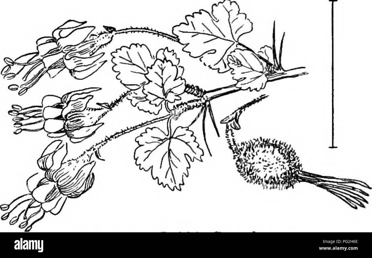 . Les arbustes ornementaux de l'United States (hardy, cultivé). Des arbustes. La clé de la groseille et de groseilles 201 Itea virginica. (312) ou de l'ITEA Virginian ' Willow est un arbuste (2 pieds de haut-i) de la croissance verticale mince avec willow-like serrate minutieusement feuilles alternes et mince inflorescences terminales de petit, blanc, fleurs parfumées, en juin et juillet. Le fruit est une capsule mince deux-cannelé, avec de nombreuses graines. Ses fleurs en été et son feuillage rouge brillant en automne le rendent plutôt sauvages grossiers (^^^"" Cl, digne de cul- tivation. [Les graines ; couper des rameaux- tings ; divisions.]. Fig. 318 Banque D'Images