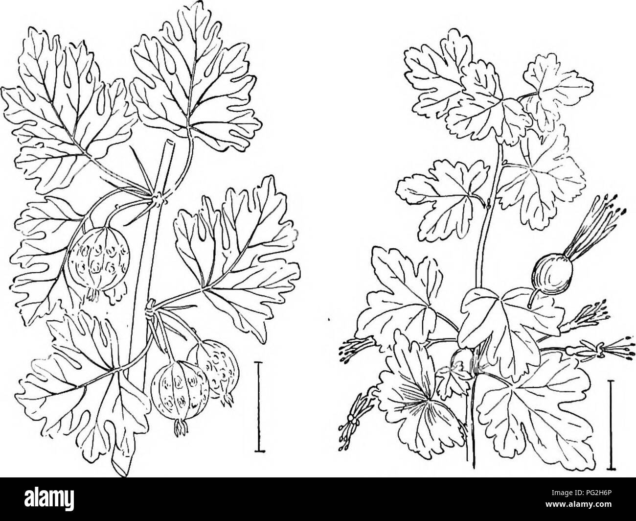 . Les arbustes ornementaux de l'United States (hardy, cultivé). Des arbustes. Fio. 314. -Cassis sauvage. La FiQ. 315.-Ked-Groseille fleurie.. Fig. 316. - Jardin de groseille. La FIA. 317. Sauvages de l'Est de groseille.. Veuillez noter que ces images sont extraites de la page numérisée des images qui peuvent avoir été retouchées numériquement pour plus de lisibilité - coloration et l'aspect de ces illustrations ne peut pas parfaitement ressembler à l'œuvre originale.. A. C. (Apgar, Austin Craig), 1838-1908 ; Draycott, Apgar (ADA). New York, Cincinnati [etc] American Book Company Banque D'Images