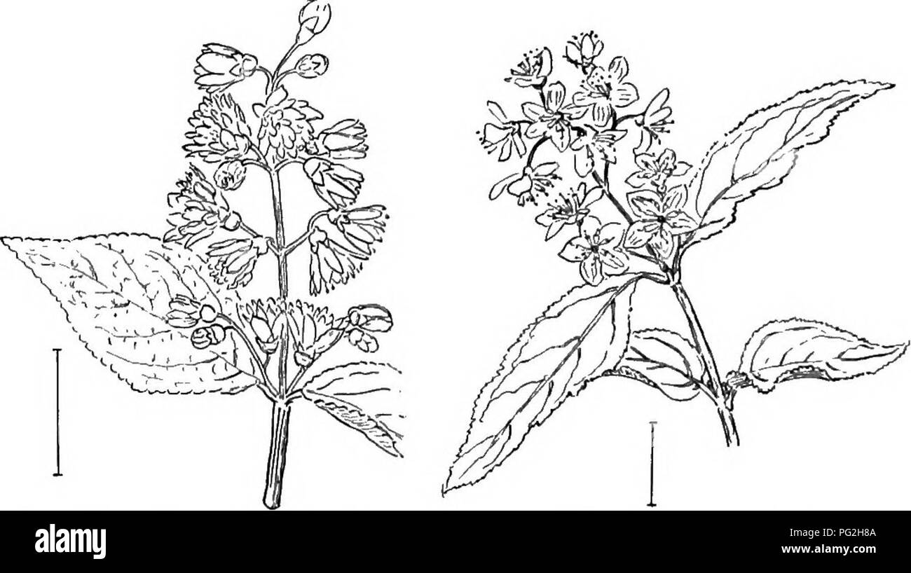 . Les arbustes ornementaux de l'United States (hardy, cultivé). Des arbustes. DEUTZIA Deutzia 191. Les Deutzias sont belles, neaxly hardy l'Asiatique d'arbustes dans la culture extensive en cluster avec des fleurs blanches ou roses au printemps et en été. À l'opposé de simples feuilles sont couverts (comme vu avec une lentille) avec poils en forme d'étoile. Les fleurs, quand seul, ont 5 pétales et les étamines 10 épais avec de larges tiges de télévision ; ils sont en clusters (grappes axilares, corymbes, et panicules) aux extrémités des branches. Le fruit est sphérique avec l'hémi- lobes du calice, sinon les feuillus, sur les grandes orientations de la fin ; les graines sont nombreuses dans le Banque D'Images