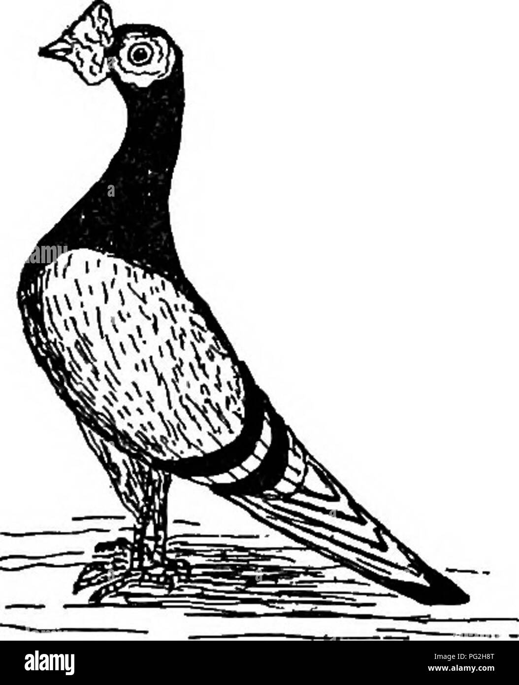 Lanimal Livre Animaux Domestiques Pigeons Oiseaux Blanc