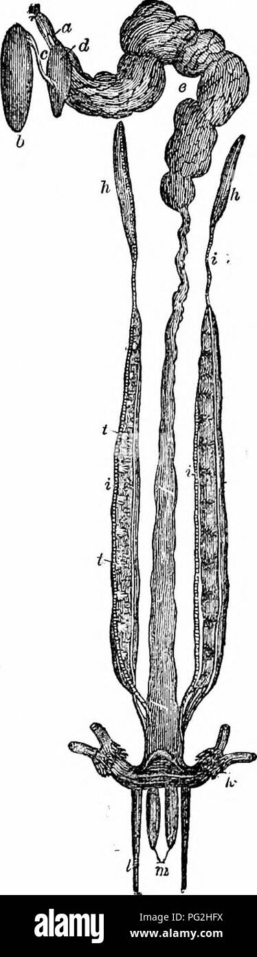 . Sur l'anatomie des vertébrés. L'anatomie comparée des vertébrés ;, ; 1866. Les reins des REPTILES. 539 357 sont déposées. Dans la plupart des Serpents, ils sont unsyrametrically ; situé dans la partie gauche, p. ex., Coluber natrix étant un quart de sa longueur plus près du cloaque que le rein droit ; et ils sont plus ou moins attaché à la face dorsale des murs. Chaque lobe rénal est tellement distinct qu'il peut être considérée comme une maladie des reins ou renule : c'est dans PijtJion réniforme et Boa, et est principalement composé des ramifications de l'artère rénale, le reni20ortal et veines rénales, et les grossiers rubéfiés- urini avec tubules th Banque D'Images