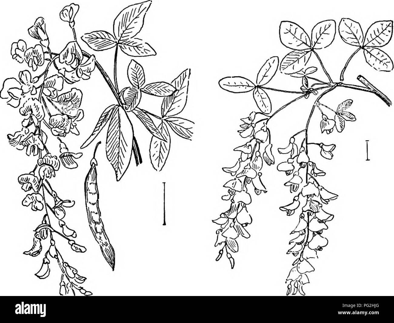 . Les arbustes ornementaux de l'United States (hardy, cultivé). Des arbustes. 116 DESCRIPTIONS DES Arbustes à feuilles caduques Feuilles D., lames |-1 pouces de long ; branches ronde, pubis- 100 ; racèmes sveltes, - .3-8 pouces de long, Juin, Juillet ; hardy à middle states. Balai à racines noire - Cytisus nigricans. D. quitte d'un feuillu branches lancéolées ; Lame cannelée, vert ; fleurs petites, au début de l'été ; 1-2 pieds de l'usine. Whin ou Dyer's Greenweed (129) - Genista tinct6ria. D. Quitte presque totalement absentes, uniquement sur des tiges vigoureuses près du sol ; très épineuses et arbuste rigide ; les fleurs parfumées, f pouces de long ; ca Banque D'Images