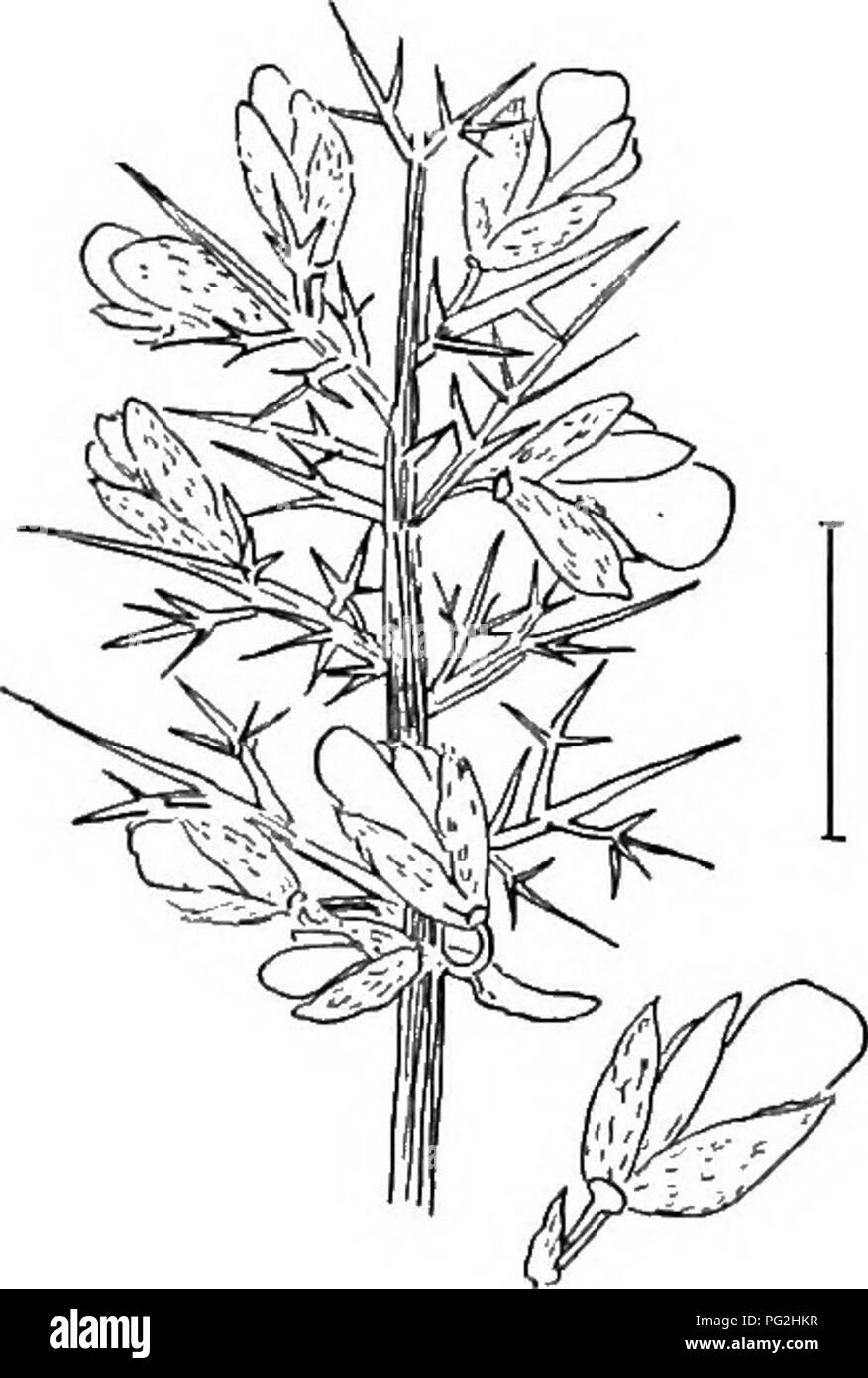 . Les arbustes ornementaux de l'United States (hardy, cultivé). Des arbustes. DESCRIPTIONS 112 OP LES ARBUSTES CLÉ DE L'SOPHORAS EN CULTURE * les feuilles à la fin de l'été. A. fleurs en panicules (grappes composé de terminal), (A.) Feuilles de 5-21 cm de long à 2 lames ; les fleurs blanc jaunâtre je pouce de long en grappes lâches 10-15 pouces de long ; arbuste ou arbre à 50 pieds. Arbre Pagode Japon (125) - Sophora japonica. A. Feuilles de 11-17 cm de long lames 2-3J ; fleurs blanches, plus de pouce long ^ ; pod 1-5-ensemencement et aplati ; arbre. Télévision à gousses Pagoda Tree - Sophora platyc^apr. * Laisse toujours verte ; hardy o Banque D'Images