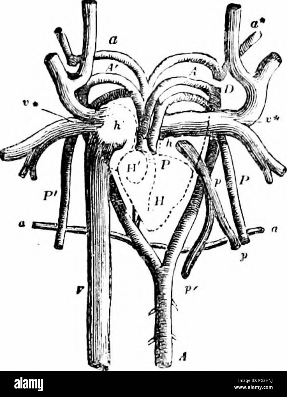 . Sur l'anatomie des vertébrés. L'anatomie comparée des vertébrés ;, ; 1866. 508 ANATOMIE DE VERTÉBRÉS. 334 lorsque distendu, et sans un sinus. Les veines pulmonaires forment un tronc commun, environ la moitié de la taille de l'postcaval, qui avance, en contact avec et à la gauche de l'après- caval, d'ouvrir dans l'arrière-fin de l'oreillette gauche, sans aucune structure valvulaire. L'orifice auriculo-ventriculaire, formé comme celui de l'oreillette droite, est proche de la fin de la veine pulmonaire : il est gardé par un court-circuit, à l'arrière de la base du ventricule, chordse tendinete à qui sont à Banque D'Images