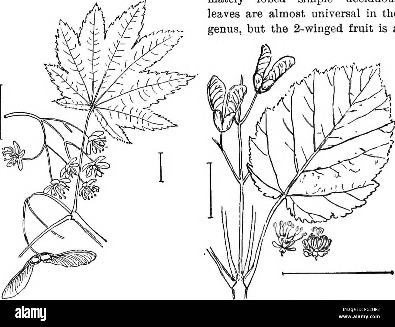 . Les arbustes ornementaux de l'United States (hardy, cultivé). Des arbustes. ACER 103 pleurs, od,rnea, fleurs de couleur chair, htunilis ; arbuste très faible 2 à 4 pieds de haut ; atrosangufnea, fleurs rouge foncé ; varieg^ta, blotched feuilles ; etc. [graines ; des calques, de boutures de racines.] Acer. Les érables sont généralement parmi les plus grands et les plus utiles d'arbres, mais quelques uns d'entre eux ne sont que dans la croissance. arbustive En face de la pal- ron simple lobées feuilles caduques sont quasi universelle dans le genre, mais le 2-winged fruit est une. Fig. 109.-l'érable à feuilles. Fig. 110. -L'Érable de Tartarie. meilleur test, parce qu'il n'y a pas d'exceptio Banque D'Images