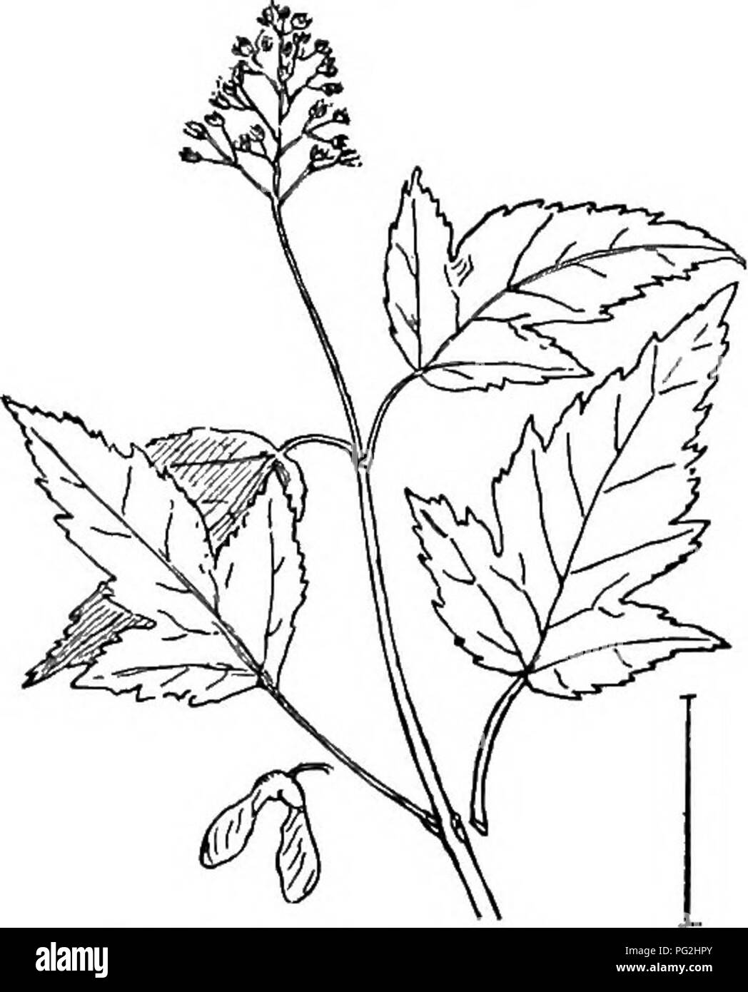 . Les arbustes ornementaux de l'United States (hardy, cultivé). Des arbustes. DESCRIPTIONS 102 OP les taches d'arbustes à la base. Le fruit vert est grand, 1J-2J pouces de long, comme la Buckeye, mais se divisant en trois parties ayant chacune en plusieurs graines brun foncé globulaire J 2,5 cm de large. Il est bien adapté à la plantation solitaire plutôt que parmi d'autres arbustes. [Les graines ; boutures de racines. ] IEsculus. Le cheval-thorax- écrous et les arbres ornementaux Buckeyes sont principalement avec des grappes de grandes fleurs et en face- decidu palmately feuilles composées. Il y a deux ou trois espèces arbustive dans la croissance et ainsi inclus sa Banque D'Images