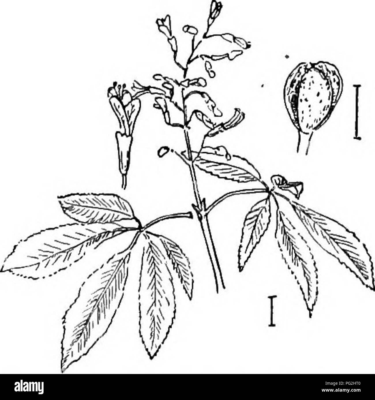 . Les arbustes ornementaux de l'United States (hardy, cultivé). Des arbustes. Fig. 99. - Châtaignier floraison chinois. Fjg. 100. - Long-racemed- Horse Chestnut. Zizyphus Jujube commun - sativa - est un arbuste ou petit arbre, souvent épineuse, parfois de plus en plus à la hauteur de 30 pieds. Les feuilles sont disposées le long des tiges vertes fines comme de regarder comme le composé, mais les pennées fleurs et fruits dans leurs aisselles prouver les feuilles sont simples. Ces feuilles sont de 1 à 3 pouces de long, brillant foncé-vert au-dessus, blanchâtres en dessous, oblique à la base et finement dentelée. Les fruits sont de courtes tiges, rouge foncé à noir, je Banque D'Images