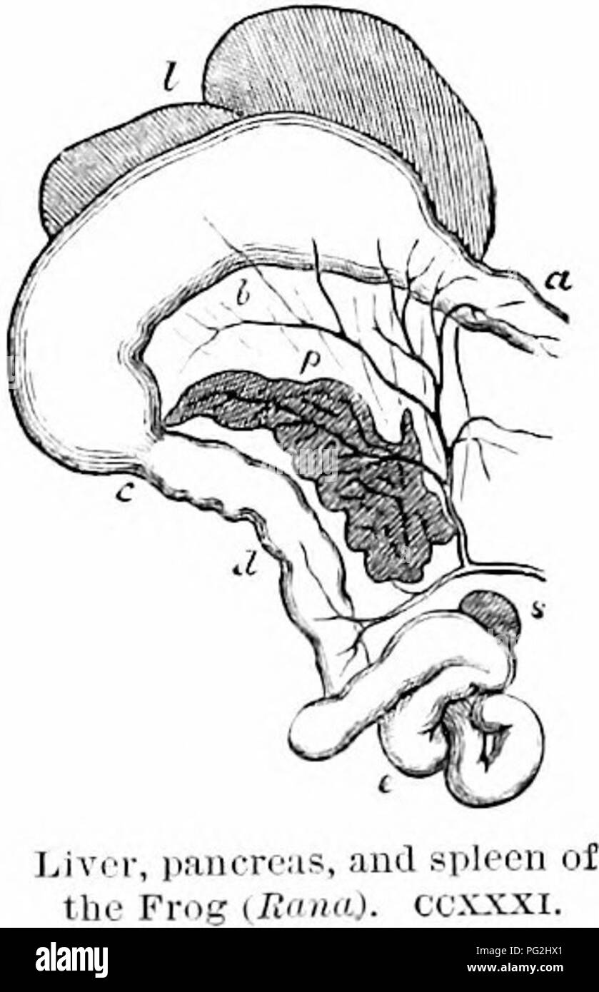 . Sur l'anatomie des vertébrés. L'anatomie comparée des vertébrés ;, ; 1866. 454 Anatomie d'VERTEBEATES. compact forme triangulaire dans le crotale,' où il est étroitement attaché à l'ouverture de l'intestin, et est perforé Vjy les conduits biliaires. Le pancréas est petit et aplati chez les lézards, habituellement divisant comme elle s'éloigne de la pièce jointe par la gaine pour le duodénum dans une partie accompagnant 30G le conduit biliaire, et s'étendant jusqu'à un autre ou vers la rate. Il est très petit dans l'iguane. Dans le crocodile le pan- creas est divisé en deux lobes allongés, et parfois envoie Banque D'Images