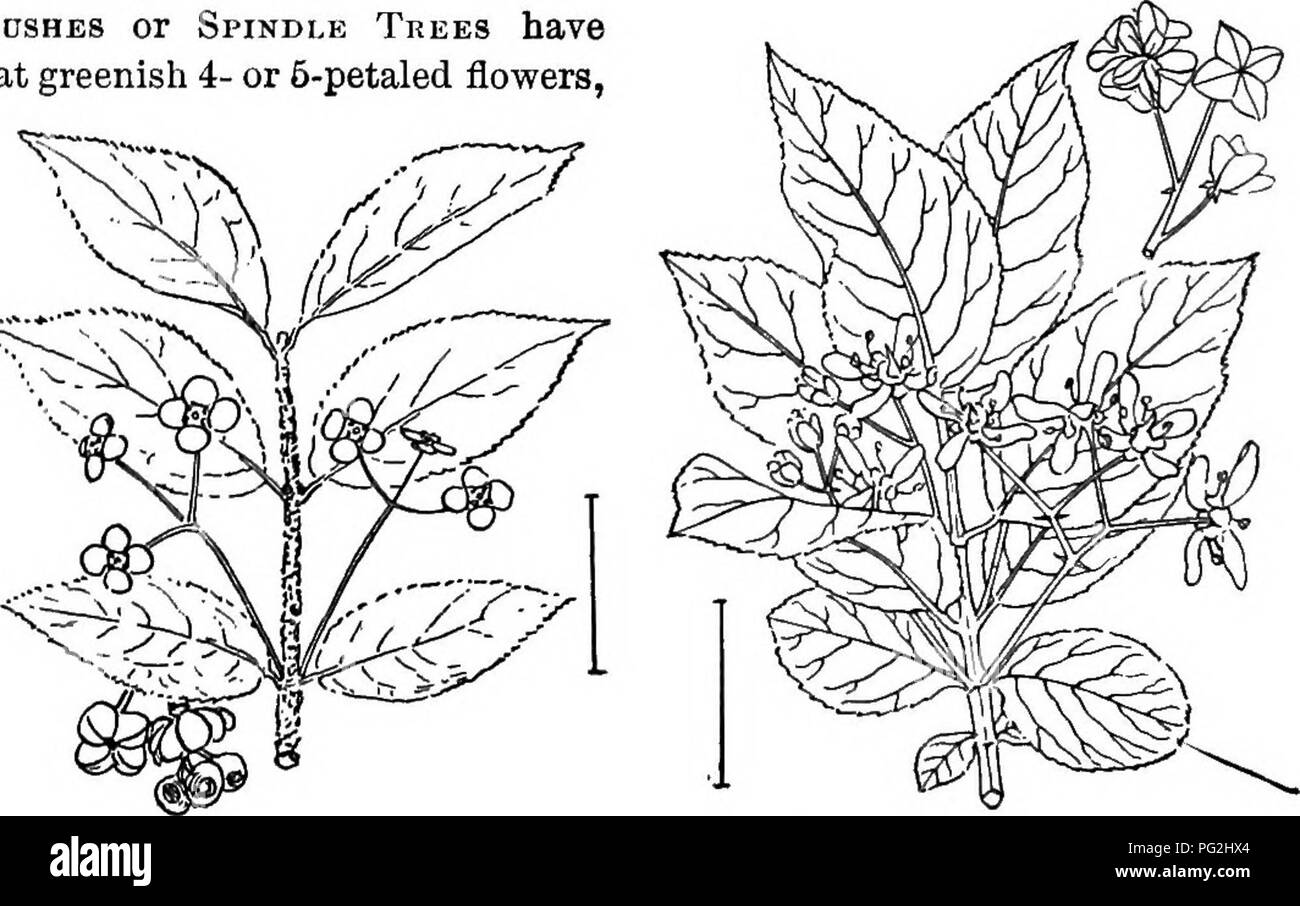 Les arbres aux fruits décoratifs : capsulse et gousses