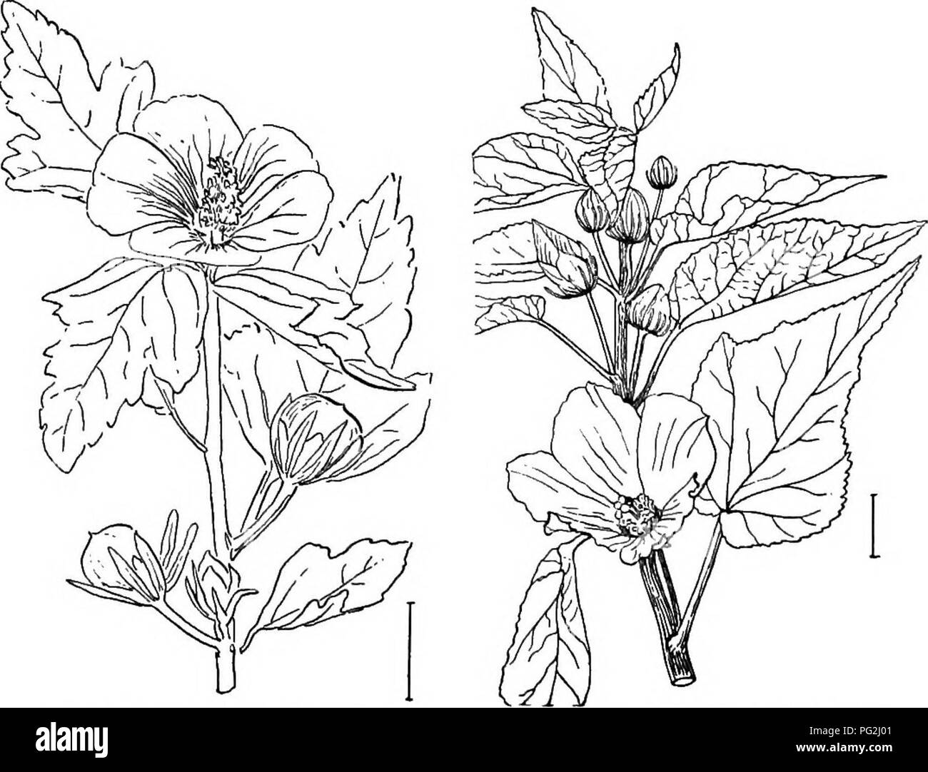 . Les arbustes ornementaux de l'United States (hardy, cultivé). Des arbustes. 82 DESCRIPTIONS DES arbustes dans le Nord est largement cultivée dans le Shrhebt à floraison d'été, habituellement appelé 'Althea Rose de Sharon' (56) - Hibfecus syriacus,- avec les obliques plus ou moins 3. à lobes des feuilles. Il y a des dizaines de variétés nommées avec simple ou double fleurs de plusieurs couleurs, blanc, rose, rouge, violet, et variée. En Californie du sud il y a une autre grande culture en espèces arbustives de l'Australie, vert ou Kdrrajong - Arbre d'oseille Queensland Hibis- cus heterophyllus, - d'abondantes fleurs tout en Banque D'Images