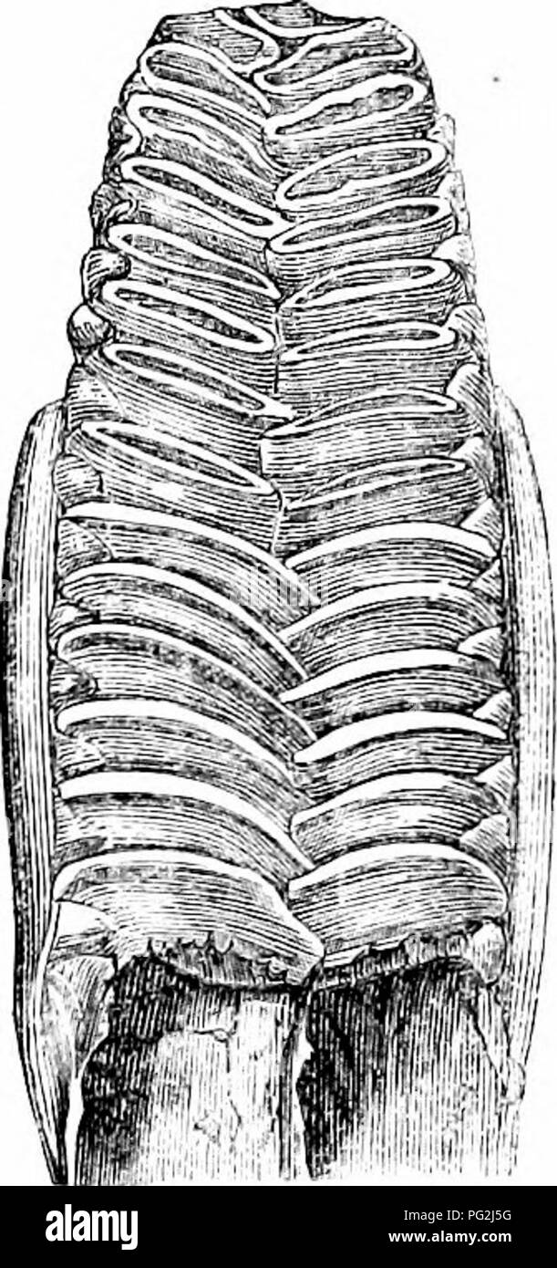 . Sur l'anatomie des vertébrés. L'anatomie comparée des vertébrés ;, ; 1866. 372 ANATOMIE DE VERTÉBRÉS.. ii]iC'vant lii]£ir. t(.'Otli. j-v Botcli^ sur chaque côté du grand lobe moyen (boops). Dans la li)j'niidable jiikc (SCA-S])/i&gt ;/ra'ria Barracuda) la couronne de chaque dent, grandes et petites, est produit en un comprimé et sharp 2.5,3 point, et ressemble à une lancette. Parfois, les bords de ces dents en forme de lancette sont finement dentelées, comme dans Priodon, et les grands requins du genre, Curcharias les dents fossiles de l'espèce (Carch. 3[i'r/alodon) soixante ou soixante-dix pieds de longueur Banque D'Images