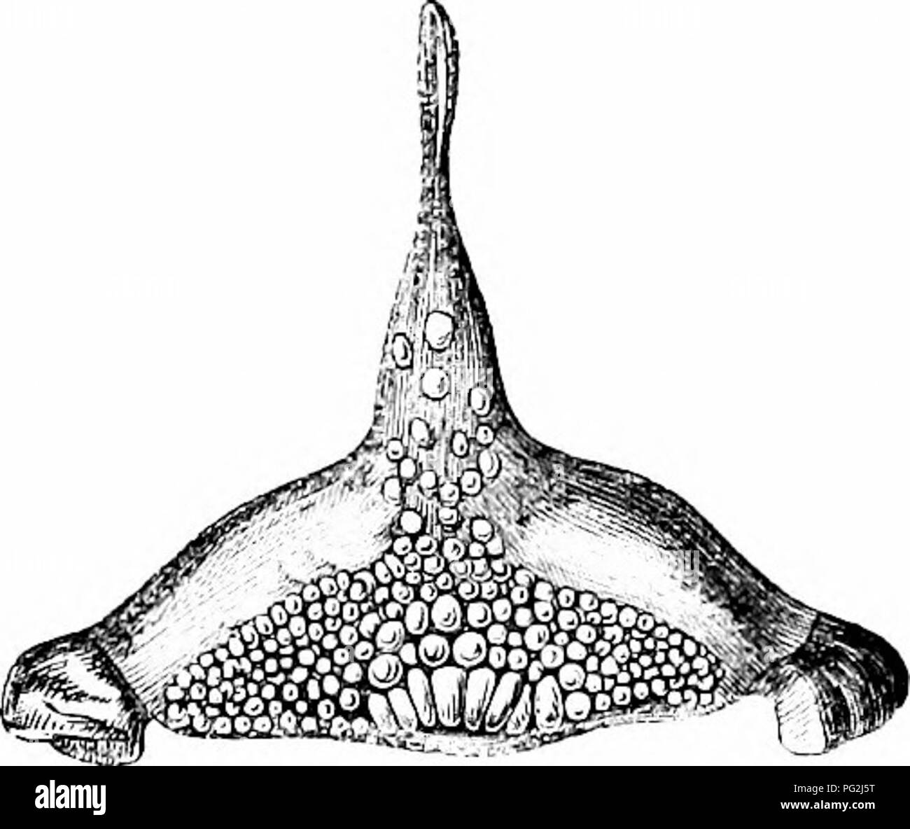 . Sur l'anatomie des vertébrés. L'anatomie comparée des vertébrés ;, ; 1866. surface, comme pour ressembler à un trottoir, comme dans les os de la pharyngienne^ wrasse ou rock-poisson (Lahrus, fig. 254) ; ou ils peuvent être si petit, ainsi que de nombreux {nie (/run/formes), comme une granvilated surflice à donner à la partie de l'embouchure à laquelle ils sont attachés (prémaxillaires de Cossj/phus).^ Une augmentation progressive de l'apophyse transverse sur le diamètre vertical peut être retracée dans l'difixjrent molaires de poissons, et parfois dans ceux de la même personne, comme dans Lahrus, jusqu'à ce que la forme cylindrique est échangé ibr Banque D'Images