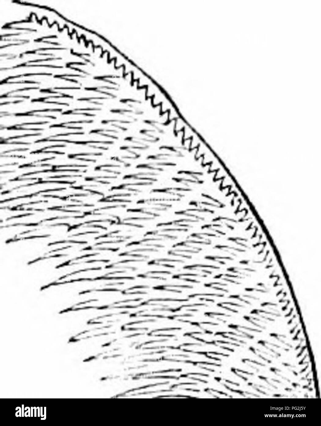 . Sur l'anatomie des vertébrés. L'anatomie comparée des vertébrés ;, ; 1866. OE DENTS DE POISSONS. 371 252. surface, comme pour ressembler à un trottoir, comme dans les os de la pharyngienne^ wrasse ou rock-poisson (Lahrus, fig. 254) ; ou ils peuvent être si petit, ainsi que de nombreux {nie (/run/formes), comme une granvilated surflice à donner à la partie de l'embouchure à laquelle ils sont attachés (prémaxillaires de Cossj/phus).^ Une augmentation progressive de l'apophyse transverse sur le diamètre vertical peut être retracée dans l'difixjrent molaires de poissons, et parfois dans ceux de la même personne, comme dans Lahrus, jusqu'à la cylindr Banque D'Images