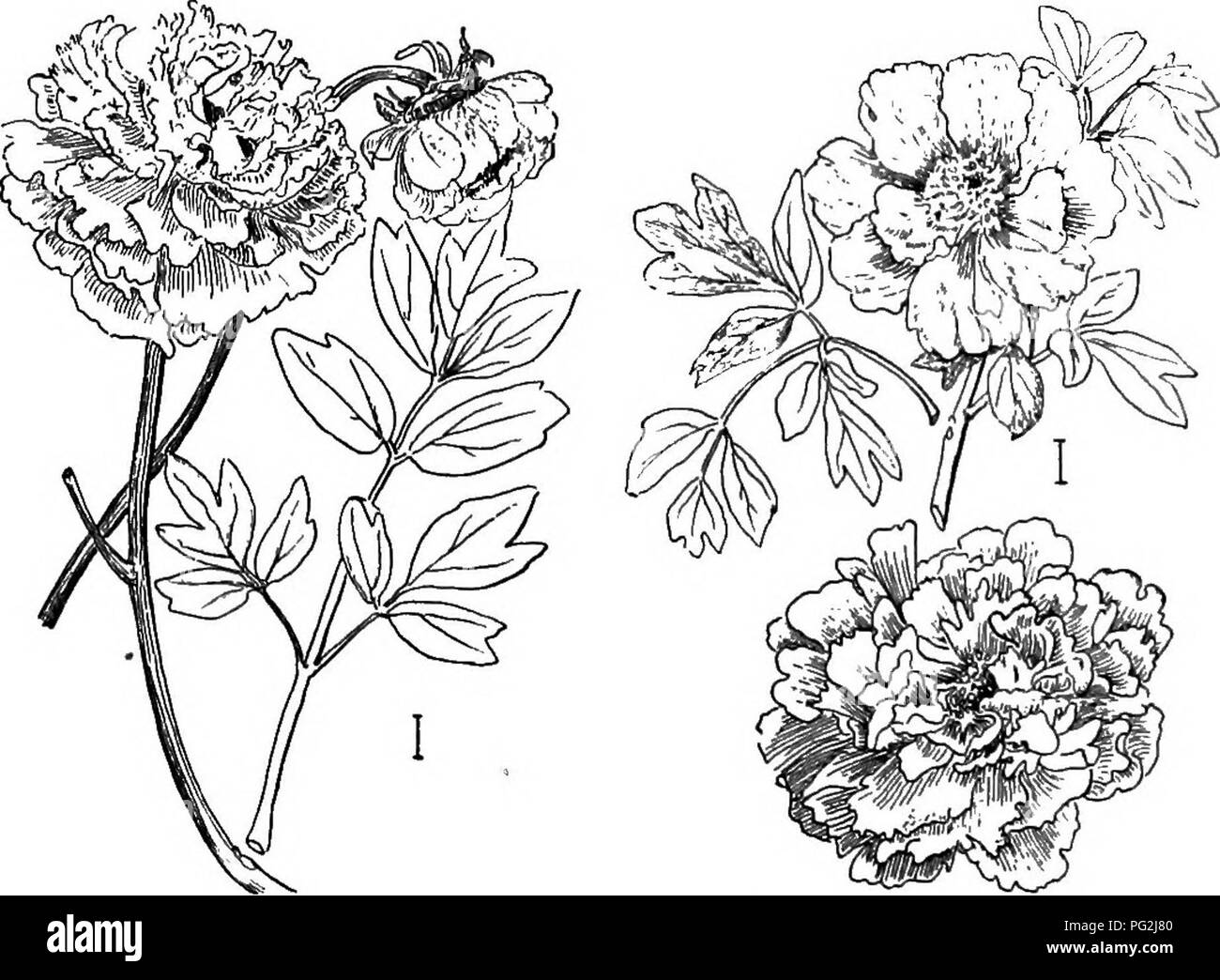 Ce travail fournit des descriptions détaillées des arbustes ornementaux robustes cultivés aux États-Unis, en se concentrant sur des espèces comme Paeonia Moutan, communément appelé pivoine des arbres. La pivoine d'arbre, une plante vivace herbacée à grandes fleurs, peut atteindre des hauteurs de 3 à 8 pieds. Il est très apprécié pour son attrait ornemental et est propagé par des méthodes spécifiques décrites dans le texte. Banque D'Images