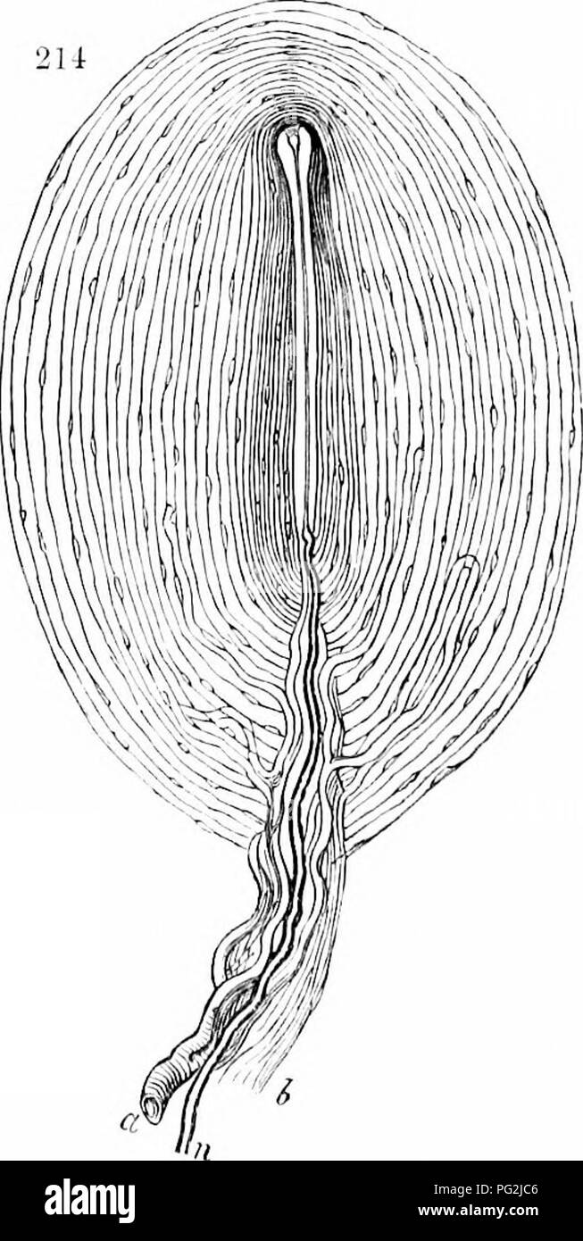 . Sur l'anatomie des vertébrés. L'anatomie comparée des vertébrés ;, ; 1866. 324 ANATOMIE DE VERTÉBRÉS. un pédicule et capsule, avec un canal et cavité centrale. Une seule fibre nerveuse 213, fig. 214, n, quitte son fasciculus pfrg une partie de la gaine du nerf, ib. h, ainsi que le produit au centre d'une série de cercles concentriques, capsules d'un tissu fibreux nucléés. Le culot, n, à l'entrée de la cavité centrale, perd son livre blanc sub- stance, et, à l'extrémité opposée de la cavité axiale, se termine par un élargissement de la tuberculose. Une artère, une brindille, accompianies la fibre nerveuse le long de ce pédicule, et divise Banque D'Images