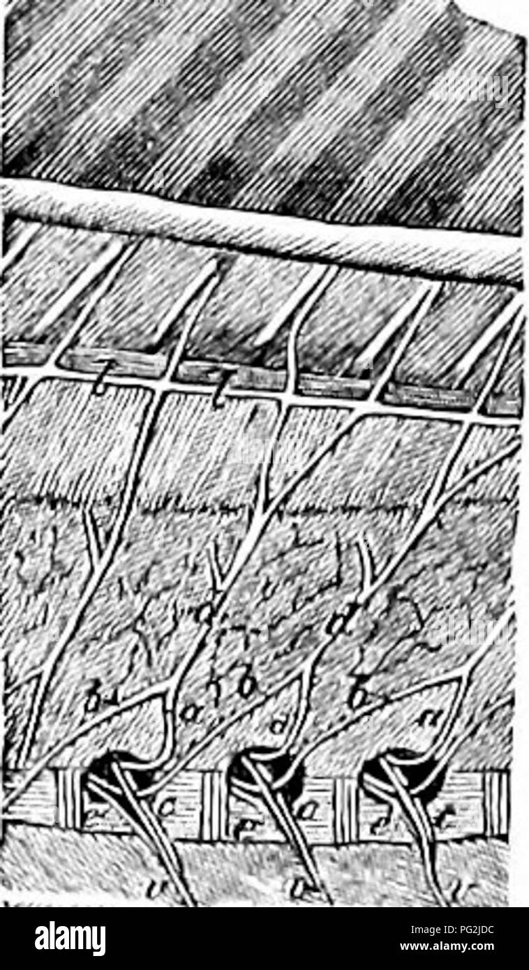 . Sur l'anatomie des vertébrés. L'anatomie comparée des vertébrés ;, ; 1866. 303 Anatomie d'VEKTEBRATES. entre l'ex-occipital et atlas^, et se divise en une petite nageoire dorsale et ventrale une plus grande direction générale : ce communique avec la direction de la prochaine ventrale du nerf spinal, et alimente les muscles pectorales-subcoradoideus, la, i, le rétracteur hyoidei geniohyoidei, c, et d, 27, fig. 135 : il s'appelle 'nerf nerf hypoglosse' par certains, mais lehthyotomists ce nom plus correctement s'applique à un nerf qui, chez certains poissons, découle de la medulla oblongata derrière la vague, est distribué aux muscles Banque D'Images
