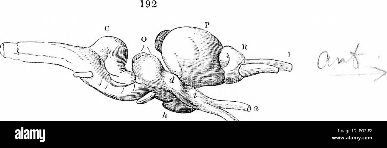 . Sur l'anatomie des vertébrés. L'anatomie comparée des vertébrés ;, ; 1866. L'encéphale de reptiles. 293 est indiqué dans le bulbe rachidien, qui est indiquée par une légère tuméfaction en libérant la cinquième, 3,4, 5, 6, 7, septième, huitième, neuvième, et 8 paires de nerfs cérébraux : la région est délimitée en avant par l'hypophyse qui couvre l'origine des nerfs optiques. La poursuite des fibres de l'hémisphères, p, dans le rhinencephalon, E, est indiqué. En vue de côté, l'plusieurs divisions primaires de la Chelonian cerveau présente les formes et les proportions de la fig. Dans Avhich 192, C'est t Banque D'Images