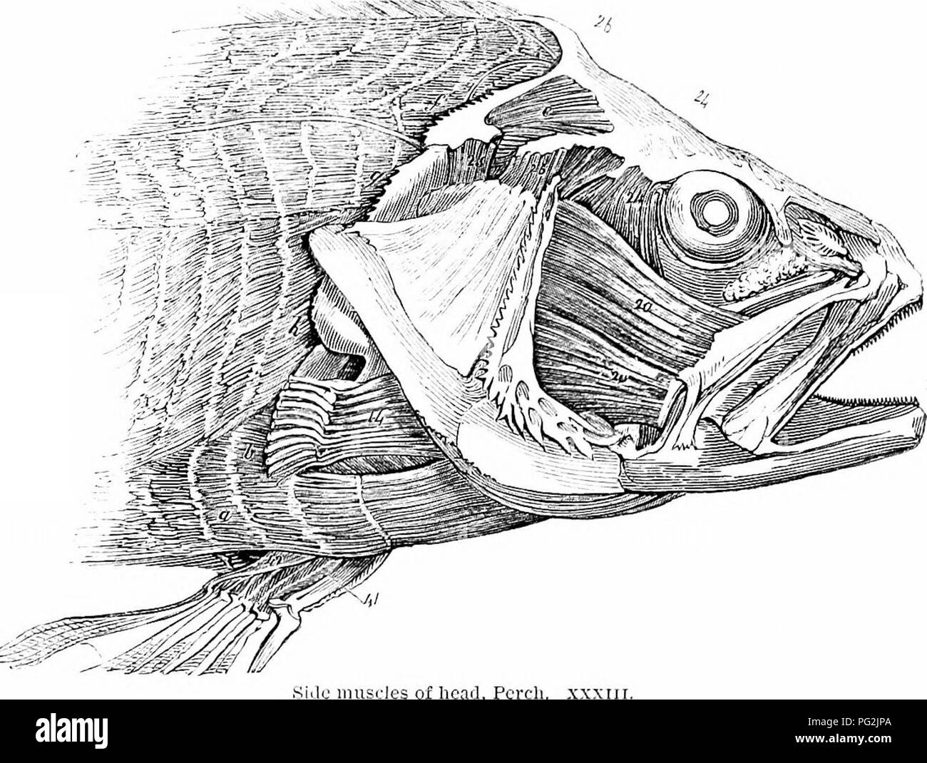 Ce travail examine l’anatomie et la myologie des poissons, en se concentrant particulièrement sur les voies musculaires ventrales et latérales qui facilitent le mouvement des nageoires. Il décrit les changements structurels dans les myovirgules et l'allongement et l'expansion des muscles reliés à la clavicule, permettant une meilleure fonctionnalité des nageoires. Banque D'Images