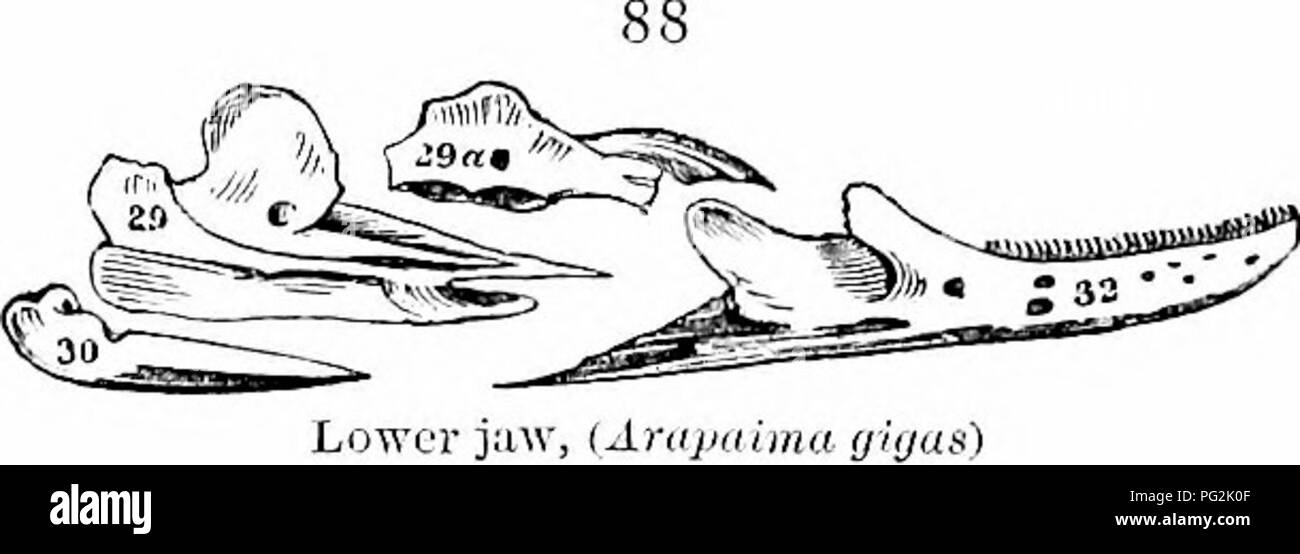 . Sur l'anatomie des vertébrés. L'anatomie comparée des vertébrés ;, ; 1866. Anatomie des vertébrés. 123 du pédicule suspensif sous la mâchoire de poissons. L'ordre croissant à l'homologie de généralisations plus élevé, nous voyons dans le pédicule tympanique de série d'une répétition de l'os palatin ; et, dans les deux, les côtes ou plcurajjophyses de vertèbre contiguë spécialement modifié pour les fonctions de mastication des arcs qu'ils soutiennent. La mandibule, figs. 81, 84, 29, 32, est la partie inférieure de l'arche, énoncées à l'hypotymjianics ci-dessus, et clos par une union ou symphyse ligamenteuse osseux avec sa tombe Banque D'Images . Sur l'anatomie des vertébrés. L'anatomie comparée des vertébrés ;, ; 1866. Anatomie des vertébrés. 123 du pédicule suspensif sous la mâchoire de poissons. L'ordre croissant à l'homologie de généralisations plus élevé, nous voyons dans le pédicule tympanique de série d'une répétition de l'os palatin ; et, dans les deux, les côtes ou plcurajjophyses de vertèbre contiguë spécialement modifié pour les fonctions de mastication des arcs qu'ils soutiennent. La mandibule, figs. 81, 84, 29, 32, est la partie inférieure de l'arche, énoncées à l'hypotymjianics ci-dessus, et clos par une union ou symphyse ligamenteuse osseux avec sa tombe Banque D'Images