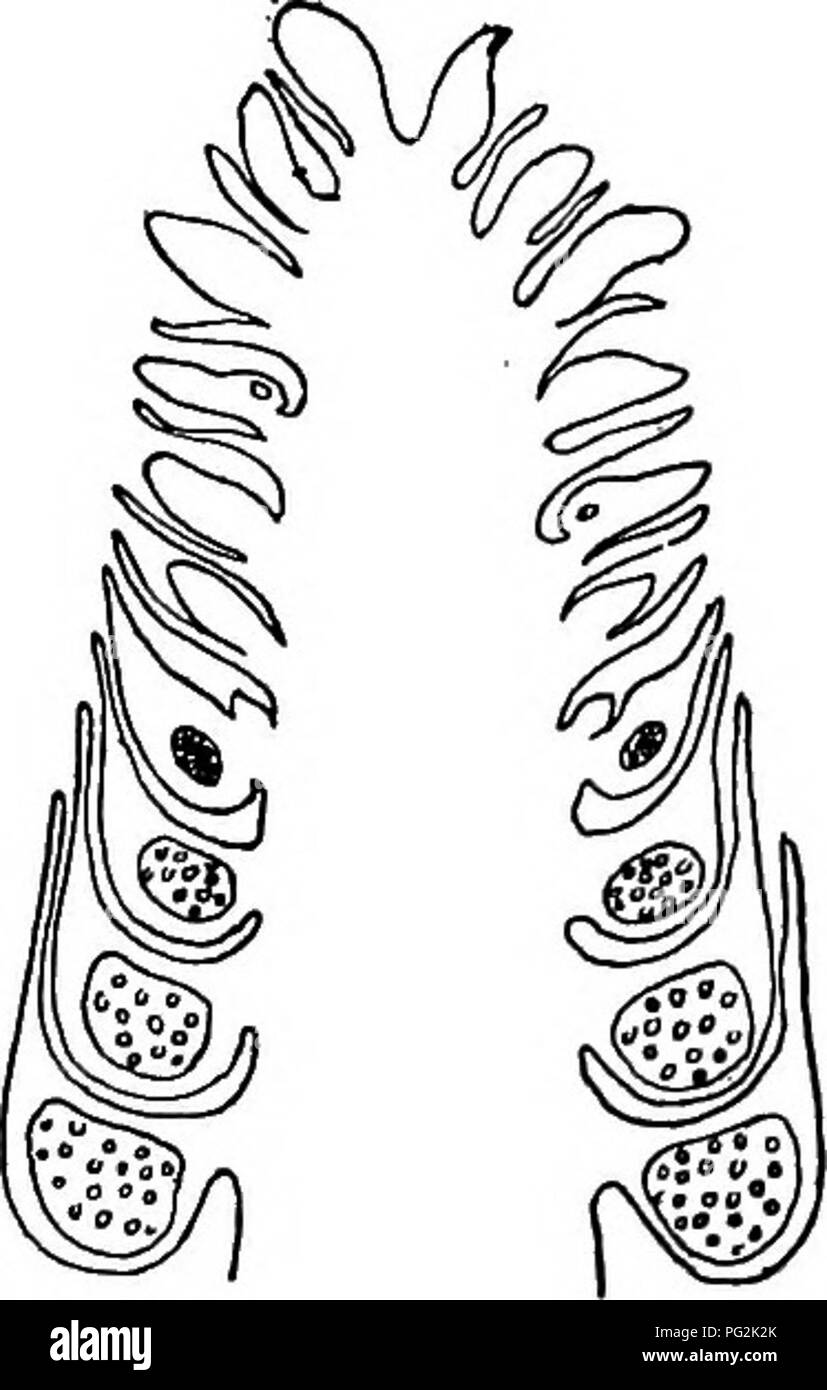 . Morphologie des gymnospermes. Les gymnospermes ; la morphologie des plantes. 238 Morphologie des gymnospermes xylème centripète de l'ancestral mesarch bundle. Ce dernier a déclaré que les cellules de médiation entre le mésophylle et le phloème dans le transfert d'aliments. Le seul faisceau vasculaire alors qu'il entre dans la feuille se divise en deux volets parallèles et près de l'ensemble de la gaine commune. C'est vraiment la double trace foliaire caractéristique des gymnospermes plus primitives, et séparation en ses deux con- stituents à la base de la feuille. Dans le cas de feuilles plates, le mésophylle se différencie en le pali- sade Banque D'Images