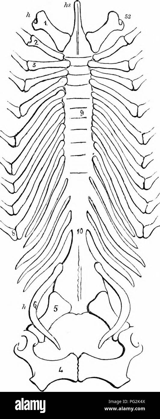 . Sur l'anatomie des vertébrés. L'anatomie comparée des vertébrés ;, ; 1866. 68 Anatomie des vertébrés. 66 leur surface articulaire - vers le haut dans les antérieures, à la baisse dans la partie postérieure de la paire - détermine à la fois l'ex- tremity verteljra sacré d'une maison individuelle. L'épaisse et solide des processus transversaux forment une autre caractéristique de ces vertèbres ; pour une longue j^ériode la suture près de leur Isase reste à montrer comment une grande proportion est formé par l'pleurapophysis. Cet élément, fig. 55, i, s'articule plus avec le centrum de avec le diapophysis développé à partir de l'arc neural ; Banque D'Images