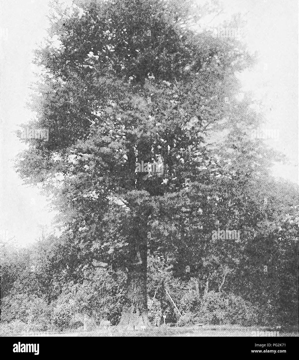 . Morphologie des gymnospermes. Les gymnospermes ; la morphologie des plantes. 186 MORPHOLOGIE DES GYMNOSPERMES .•4- *. Le SIFC.^ti Fig. 211.-Le Ginkgo biloba : arbre d'ovulation dans le jardin botanique de l'Université impériale de Tokyo, Japon ; le premier " spermatozoïdes" découvert dans les gymnospermes ont été trouvés par HiRASfi dans des prises de cet arbre.-de photographie par Miyake.. Veuillez noter que ces images sont extraites de la page numérisée des images qui peuvent avoir été retouchées numériquement pour plus de lisibilité - coloration et l'aspect de ces illustrations ne peut pas parfaitement ressembler à l'œuvre originale.. Coulter, John Merle Banque D'Images