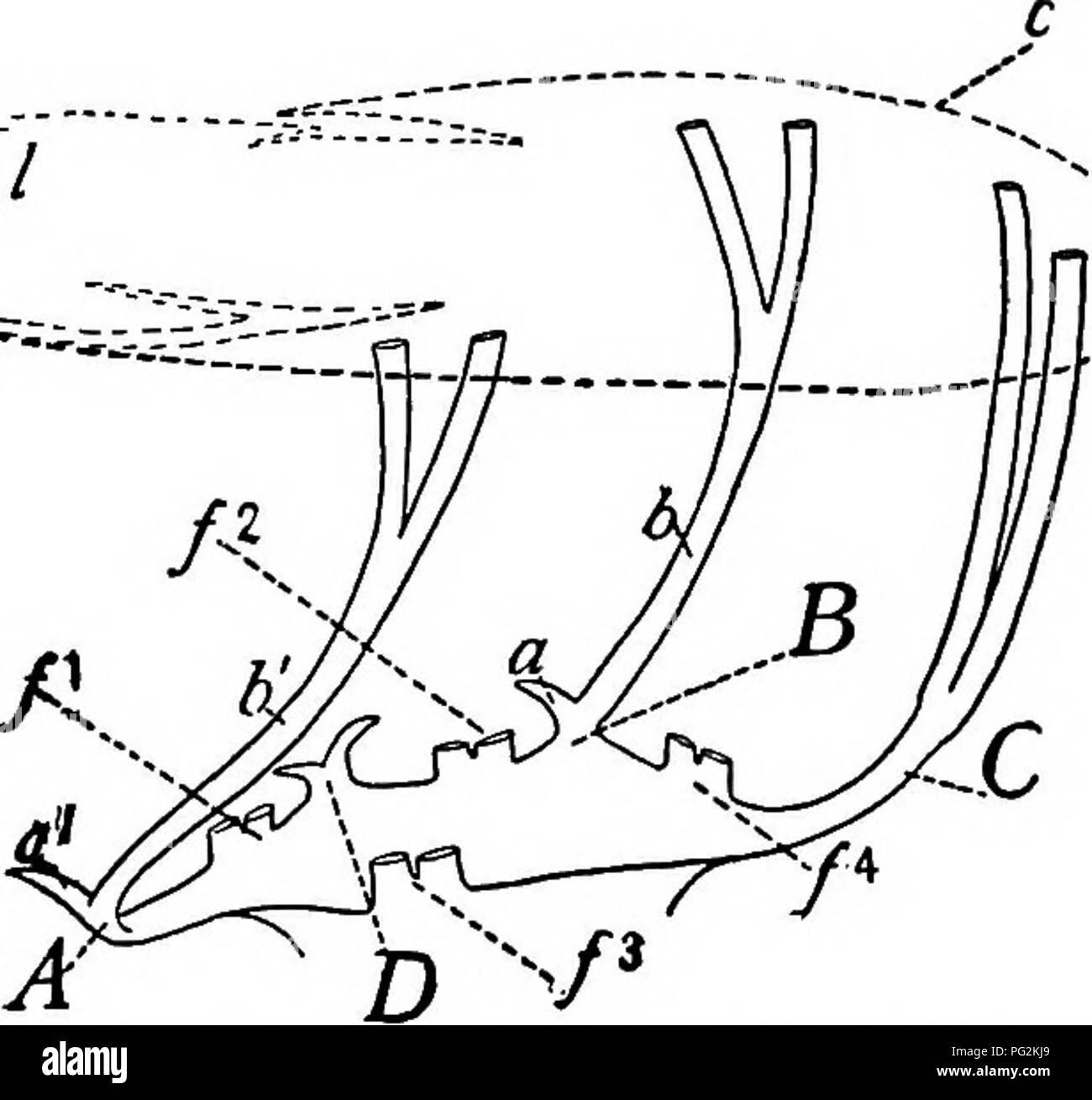 . Morphologie des gymnospermes. Les gymnospermes ; la morphologie des plantes. lOO MORPHOLOGIE DE GYMNOSPERMES volet primaire. Les deux volets latéraux que saisir un cotyledon sont des branches des deux principaux volets qui sont connectés avec les deux angles d'intercotyledonary ou des poteaux, et donc sont secondaires. Le premier volet d'un intercotyledonary suit un angle radial très court et puis bien sûr, les branches fourche en prenant un cours tangentielles dans des directions opposées et en passant en face de cotylédons. Chaque volet primaire, intercotyledonary donc, envoie une branche dans chaque cotylédon ; tandis que chaque pri Banque D'Images