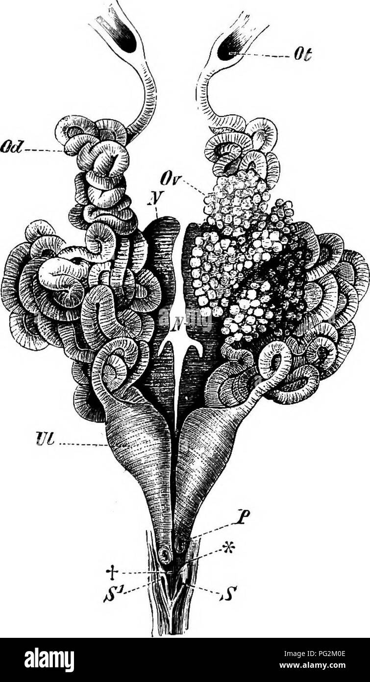 . Éléments de l'anatomie comparée des vertébrés. Anatomie, comparatif. Organes urogénital 367 position du testicule (glande hermaphrodite ou omtestis), et l'un testicule peut même être remplacé par un ovaire rudimentaire. Dans ces cas, le conduit de Mullerian peut être aussi bien développées que chez la femelle. Les ovaires sont des Urodèles de toujours formé sur un plan commun : chacun se compose d'un tube fermé allongées, avec une lumière continue. Dans Anura, au contraire, le sac de l'ovaire (Fig. 293) est divisée. Fig. 293.-Urinogexital Organes d'un femme Rana esculenta. Ov, ovaire gauche (côté droit de la Qu'est retiré) Banque D'Images