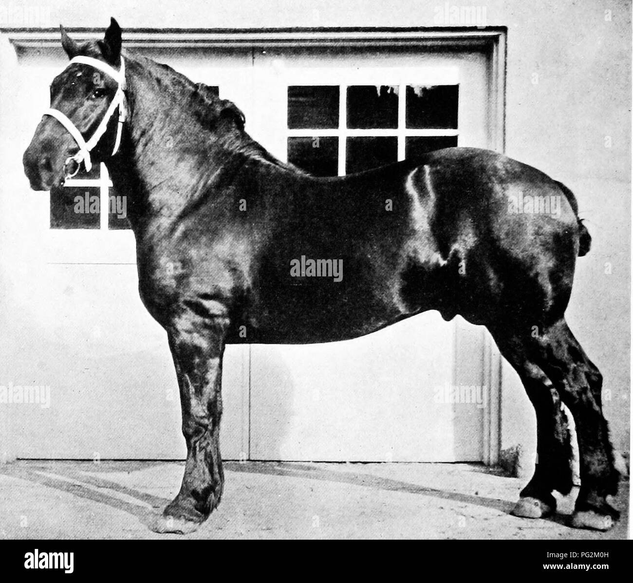 . Catalogue privé, 1916 Rancho Santa Anita et Anoakia Breeding Farm : collection de pure race importés et enregistrés, homebred jument pur-sang arabe, et chevaux percherons : crics et Poland-China Jennets, Berkshire et porcs, bovins Holstein . Rancho Santa Anita (Los Angeles County, Californie ) ; Anoakia Breeding Farm (Los Angeles County, Californie ) ; Chevaux ; commerce du bétail ; les porcs. 38 * Rancho Santa Anita.. Altbazar crcheron 10,5500, J'Foaltd étalon, 1913. ALTHAZAR Une autre jeune sire qui s'avère un grand éleveur est l'étalon ALTHA ZAR- 105500 ; un solide noir, née le 17 mars 1913 ; Banque D'Images
