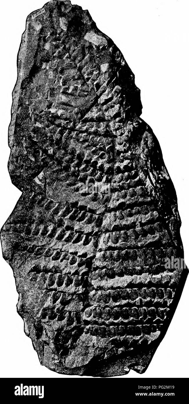 . Morphologie des gymnospermes. Les gymnospermes ; la morphologie des plantes. Morphologie des gymnospermes il est nécessaire de présenter brièvement l'anatomie vasculaire des ptéridophytes, et surtout que des fougères. Cela servira non seulement comme une introduction à Cycadofilicales, mais aussi de l'anatomie vasculaire de gymnospermes en général. L'ANATOMIE VASCULAIRE DES PTÉRIDOPHYTES avance récente la plus importante dans notre connaissance de la vascularisation des groupes a été faite par les étudiants de l'anatomie vasculaire. Morphologie était devenue presque entièrement re- usage restreint à une étude des structures associées à la reproduction, pour ces Banque D'Images