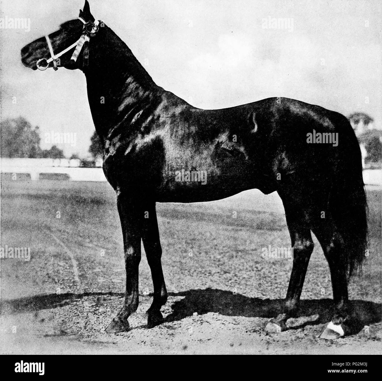 . Catalogue privé, 1916 Rancho Santa Anita et Anoakia Breeding Farm : collection de pure race importés et enregistrés, homebred jument pur-sang arabe, et chevaux percherons : crics et Poland-China Jennets, Berkshire et porcs, bovins Holstein . Rancho Santa Anita (Los Angeles County, Californie ) ; Anoakia Breeding Farm (Los Angeles County, Californie ) ; Chevaux ; commerce du bétail ; les porcs. Ferme d'élevage 13 ANGARIA II &gt ; II Hiiiiiiiiii mm ISS3B8. El Rey Santa Anita, née le 1891. AMERICAN DERBY gagnants ont été quatre fois la Baldwin-couleurs rouge et noir, et la fameuse croix de Malte-première dans le câble Banque D'Images