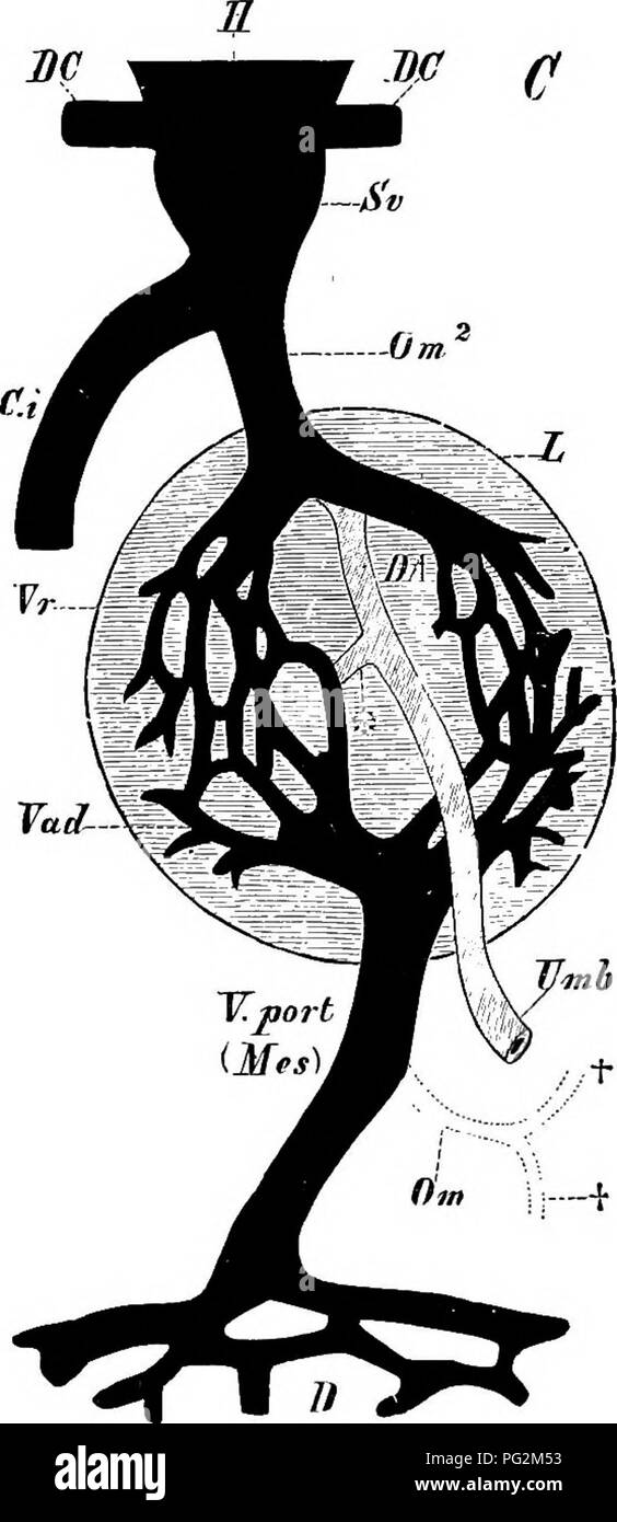 . Éléments de l'anatomie comparée des vertébrés. Anatomie, comparatif. 332 anatomie comparative la résorption du sac vitellin, et unir en un seul tronc avant d'ouvrir dans le cœur. Comme le foie devient développé, un portail pratique se pose, et le tronc principal de la veine, où il passe par le foie, disparaît. Dans l'intervalle, la maladie cœliaque et de veines mésentériques sont mis au point, et tout le sang de leur part, ainsi que de la veine vitelline, passe par un tronc commun, la veine porte hépatique, dans les capillaires du foie, d'où il. Fig. 270, c.-référence pour le lettrage sur Banque D'Images