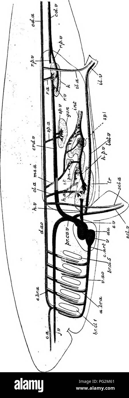 . Éléments de l'anatomie comparée des vertébrés. Anatomie, comparatif. Système veineux 323. s s o S S C O r' s en -y, E T ! Rt o ^ 8 â 5 t StI- Ta c3 ^ e" t : m ^ ^ ho h e 53 Â Â ^§ fe-^^ S.S â â€¢â- SS-C.2 eS o 1^^ ^1 F 03 F^^ ; une ij ?^^ 35 e.i une fa- 03 Â" ; O ^^ (U ' fl fl&amp;J  =s r) S Â" un&gt ; g ^^ F : ID C X s^^^ à s' .X, ^ m  +3 ea o s ^ dans lequel elle s'exécute sur chaque côté de l'aorte, entre elle et les reins. Une veine sous-clavière de la nageoire pectorale ouvre également en Y 2. Veuillez noter que ces images sont extraites de la page numérisée des images qui peuvent avoir été retouchées numériquement pour reada Banque D'Images